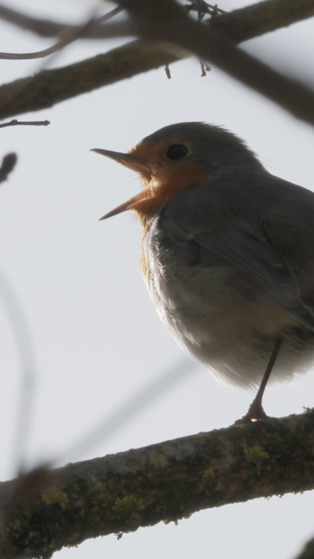 Unglaublich schön! 🎶 Dieses Rotkehlchen verzaubert alle.

Unbelievably beautiful! 🎶 This robin will mesmerize you.

#Rotkehlchen #Robin #Birdsong #Vogelgesang #NatureSounds
#Natur #Wildlife #BirdLovers #NatureLovers #Vögel
#BirdWatching #WildlifeVideo #NatureVideo #Naturliebe
#RelaxingSounds #SoundOfNature #Peaceful #Calming
#ReelsDeutschland #Shorts #ViralReels #ExplorePage
#FaszinationNatur #Tierwelt #OutdoorLife