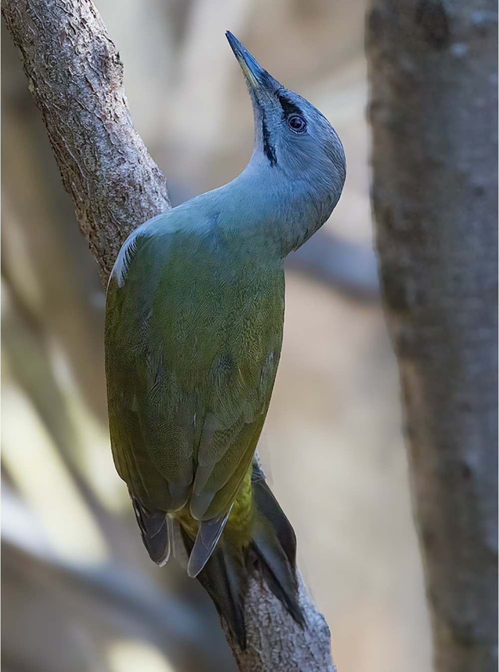 Grauspecht (Picus canus)
Canon EOS R5m2
EF500mm f/4L IS USM +1.4x III (700 mm)
1/3200 sek, ISO: 6400 (AutoISO), F6.3, -1.3
Aufnahmedatum: 20.03.2026 10:23 Uhr
Canon-Einstellungen:
Belichtungsmodus: M (Manuell)
AF-Methode: AF flexible Zone 1 mit Motiverkennung
Anzahl Fokuspunkte: 1
AF Case: Auto
AF-Betrieb: AI Servo AF
Augenerkennung: Ein
Motiverkennung: Tiere
Focus-Distanz: 9.14 m - 9.86 m
Bildqualität: CRAW
Auslöser-Modus: Electronic
Aufnahmeart: Serienaufnahme
Stabilisierung: Ein (2)
Kamera Temp.: 40 C
Bearbeitung: 
#Lightroom #Photoshop #Topazlabs #PhotoSupreme
Taxonomie:
Reich: Tier (Animalia)
Stamm: Chordatier (Chordata)
Klasse: Vogel (Aves)
Ordnung: Spechtvögel (Piciformes)
Familie: Spechte (Picidae)
Gattung: Picus
#naturfotografenregion10 #photography #naturephotography #naturfotografie #naturfotografie_deutschland #wildlife #natur #naturfoto #canon #canondeutschland
#Grauspecht