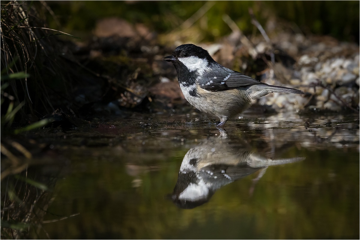Tannenmeise (Periparus ater)

Canon EOS R5m2
RF100-500mm F4.5-7.1 L IS USM + EXTENDER RF1.4x (420 mm)
1/4000 sek, ISO: 4000, F10, +0.0
Aufnahmedatum: 20.03.2026 15:01 Uhr

Canon-Einstellungen:
Belichtungsmodus: M (Manuell)
AF-Methode: Spot AF ohne Motiverkennung
Anzahl Fokuspunkte: 1
AF Case: Auto
AF-Betrieb: AI Servo AF
Augenerkennung: Aus
Motiverkennung: None
Focus-Distanz: 4.37 m - 5.01 m
Bildqualität: CRAW
Auslöser-Modus: Electronic
Aufnahmeart: Serienaufnahme
Stabilisierung: Ein (2)
Kamera Temp.: 46 C

Bearbeitung: 
#Lightroom #Photoshop #Topazlabs #PhotoSupreme

#naturfotografenregion10 #photography #naturephotography #naturfotografie #naturfotografie_deutschland #wildlife #natur #naturfoto #canon #canondeutschland
#Tannenmeise