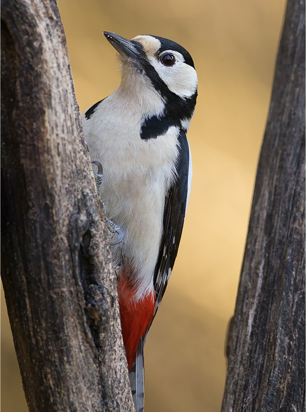 Buntspecht (Dendrocopos major)

Canon EOS R5m2
EF500mm f/4L IS USM +1.4x III (700 mm)
1/1250 sek, ISO: 3200, F6.3, +0.0
Aufnahmedatum: 20.03.2026 09:21 Uhr

Canon-Einstellungen:
Belichtungsmodus: M (Manuell)
AF-Methode: Spot AF mit Motiverkennung
Anzahl Fokuspunkte: 1
AF Case: Auto
AF-Betrieb: AI Servo AF
Augenerkennung: Ein
Motiverkennung: Tiere
Focus-Distanz: 5.85 m - 6.12 m
Bildqualität: CRAW
Auslöser-Modus: Electronic
Aufnahmeart: Serienaufnahme
Stabilisierung: Ein (2)
Kamera Temp.: 35 C

Bearbeitung: 
#Lightroom #Photoshop #Topazlabs #PhotoSupreme

Synonyme:
Picoides major

Taxonomie:
Reich: Tier (Animalia)
Stamm: Chordatier (Chordata)
Klasse: Vogel (Aves)
Ordnung: Spechtvögel (Piciformes)
Familie: Spechte (Picidae)
Gattung: Buntspechte (Dendrocopos)

#naturfotografenregion10 #photography #naturephotography #naturfotografie #naturfotografie_deutschland #wildlife #natur #naturfoto #canon #canondeutschland
#Buntspecht