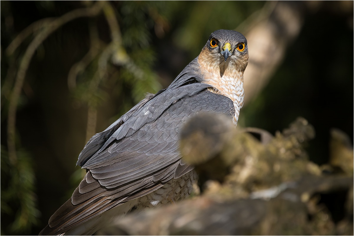 Besuch an der Futterstelle. Sperber (Accipiter nisus).

Canon EOS R5m2
RF100-500mm F4.5-7.1 L IS USM + EXTENDER RF1.4x (700 mm)
1/2000 sek, ISO: 1250 (AutoISO), F10, -0.7
Aufnahmedatum: 20.03.2026 13:15 Uhr

Canon-Einstellungen:
Belichtungsmodus: M (Manuell)
AF-Methode: Spot AF ohne Motiverkennung
Anzahl Fokuspunkte: 1
AF Case: Auto
AF-Betrieb: AI Servo AF
Augenerkennung: Aus
Motiverkennung: None
Focus-Distanz: 6.64 m - 7.42 m
Bildqualität: CRAW
Auslöser-Modus: Electronic
Aufnahmeart: Serienaufnahme
Stabilisierung: Ein (2)
Kamera Temp.: 28 C

Bearbeitung: 
#Lightroom #Photoshop #Topazlabs #PhotoSupreme

Taxonomie:
Reich: Tier (Animalia)
Stamm: Chordatier (Chordata)
Klasse: Vogel (Aves)
Ordnung: Greifvögel (Accipitriformes)
Familie: Habichtartige (Accipitridae)
Gattung: Habichte und Sperber (Accipiter)

#naturfotografenregion10 #photography #naturephotography #naturfotografie #naturfotografie_deutschland #wildlife #natur #naturfoto #canon #canondeutschland
#Sperber