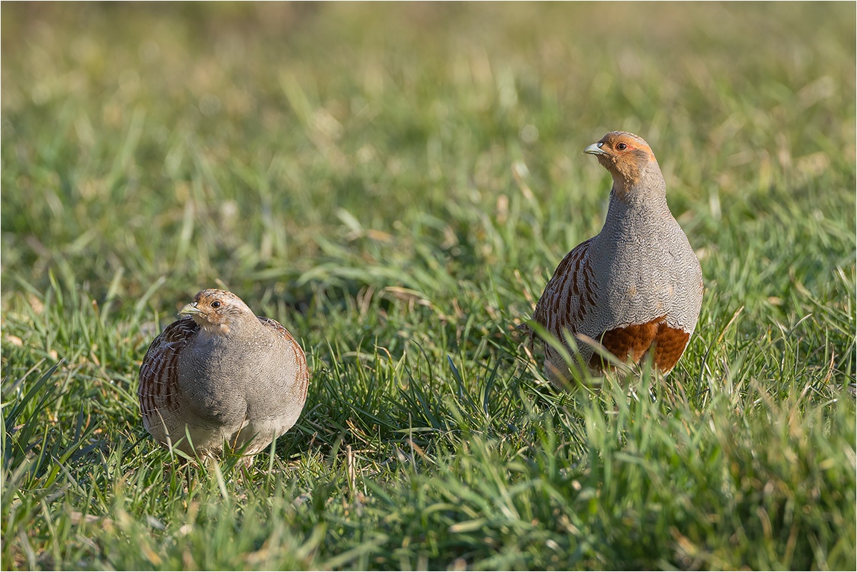 Ein Rebhuhn (Perdix perdix) Pärchen. Vogel des Jahres 2026.

Canon EOS R5m2
EF500mm f/4L IS USM +1.4x III (700 mm)
1/1250 sek, ISO: 800 (AutoISO), F6.3, +0.0
Aufnahmedatum: 22.03.2026 07:55 Uhr

Canon-Einstellungen:
Belichtungsmodus: M (Manuell)
AF-Methode: AF gesamter Bereich mit Motiverkennung
Anzahl Fokuspunkte: 1
AF Case: Auto
AF-Betrieb: AI Servo AF
Augenerkennung: Ein
Motiverkennung: Tiere
Focus-Distanz: 19.16 m - 22.86 m
Bildqualität: CRAW
Auslöser-Modus: Electronic
Aufnahmeart: Serienaufnahme
Stabilisierung: Aus (2)
Kamera Temp.: 42 C

Bearbeitung: 
#Lightroom #Photoshop #Topazlabs #PhotoSupreme

Taxonomie:
Reich: Tier (Animalia)
Stamm: Chordatier (Chordata)
Klasse: Vogel (Aves)
Ordnung: Hühnervogel (Galliformes)
Familie: Fasanenartig (Phasianidae)
Gattung: Rebhuhn (Perdix)

#naturfotografenregion10 #photography #naturephotography #naturfotografie #naturfotografie_deutschland #wildlife #natur #naturfoto #canon #canondeutschland
#Rebhuhn