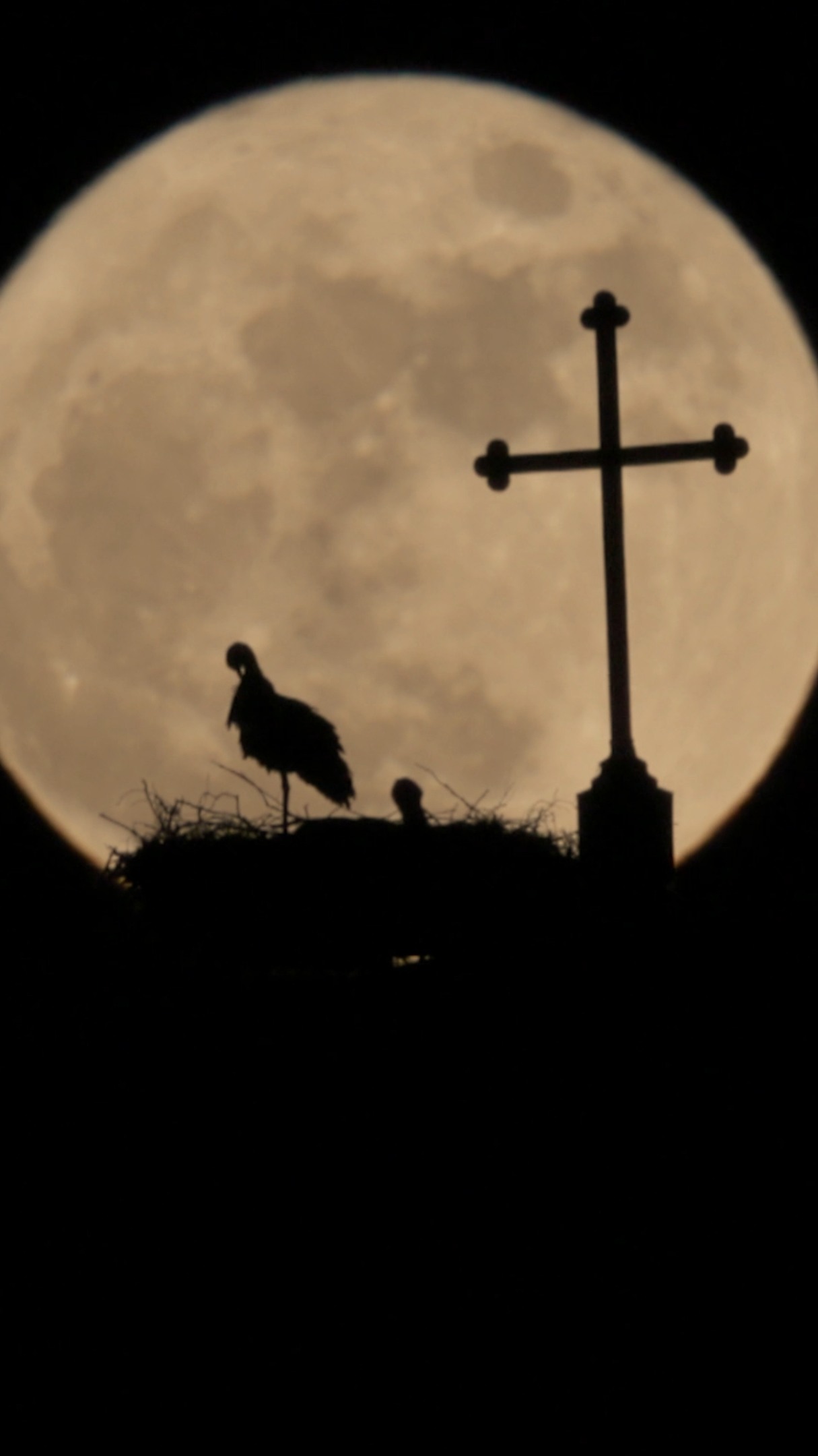 Störche vor dem Vollmond.

Hier das ausführliche Video:
https://youtu.be/ipQddVIXk-g

#Storch #Störche #Storks #Moon #Mond #Silhouette #Timelapse #Zeitraffer #Naturvideo #Wildlife #Nature #WildlifeVideo #ChurchTower #NatureFilm #NatureLovers #Sky #Sunrise #Sunset