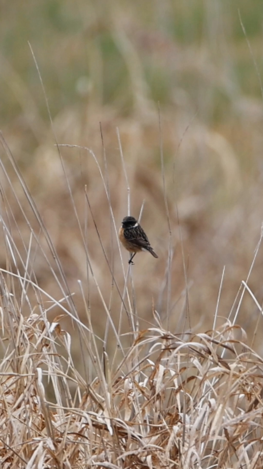 Natur-Magie im Schilf 🌾🐦 Ein Schwarzkehlchen (Saxicola rubicola)!

Nature magic in the reeds 🌾🐦 This stonechat is simply beautiful!

#Schwarzkehlchen #Stonechat #BirdPhotography #BirdLovers
#Vogelwelt #Wildlife #NatureLovers #BirdWatching
#Natur #WildlifePhotography #NatureVideo #Vögel
#Naturliebe #Schilf #Birding #WildlifeVideo
#ReelsDeutschland #Shorts #ExploreNature #FaszinationNatur
#OutdoorLife #NatureGram #Tierwelt #BirdwatchingGermany