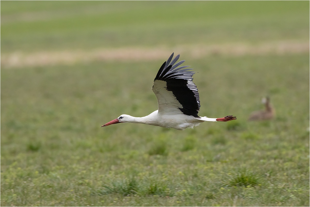 Der Weißstorch (Ciconia ciconia) sucht sich ein Plätzchen zur Futtersuche. Im Hintergrund noch ein Feldhase.

Canon EOS R5m2
EF500mm f/4L IS USM +1.4x III (700 mm)
1/640 sek, ISO: 3200 (AutoISO), F6.3, +0.0
Aufnahmedatum: 29.03.2026 17:31 Uhr

Canon-Einstellungen:
Belichtungsmodus: M (Manuell)
AF-Methode: Spot AF mit Motiverkennung
Anzahl Fokuspunkte: 1
AF Case: Auto
AF-Betrieb: AI Servo AF
Augenerkennung: Ein
Motiverkennung: Tiere
Focus-Distanz: 55.42 m - 107.17 m
Bildqualität: CRAW
Auslöser-Modus: Electronic
Aufnahmeart: Serienaufnahme
Stabilisierung: Ein (2)
Kamera Temp.: 46 C

Bearbeitung: 
#Lightroom #Photoshop #Topazlabs #PhotoSupreme

Taxonomie:
Reich: Tier (Animalia)
Stamm: Chordatier (Chordata)
Klasse: Vogel (Aves)
Ordnung: Ciconiiformes
Familie: Störche (Ciconiidae)
Gattung: Eigentliche Störche (Ciconia)

#naturfotografenregion10 #photography #naturephotography #naturfotografie #naturfotografie_deutschland #wildlife #natur #naturfoto #canon #canondeutschland
#Weißstorch