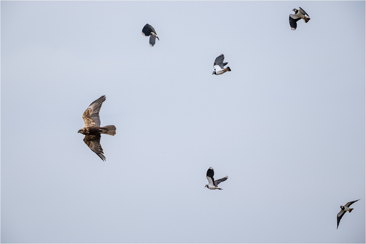Die Rohrweihe (Circus aeruginosus) hat es schwer wenn sie über das Kiebitz-Gebiet fliegt.

Canon EOS R5m2
EF500mm f/4L IS USM +1.4x III (700 mm)
1/4000 sek, ISO: 1250 (AutoISO), F6.3, +1.0
Aufnahmedatum: 03.04.2026 09:12 Uhr

Canon-Einstellungen:
Belichtungsmodus: M (Manuell)
AF-Methode: AF flexible Zone 1 mit Motiverkennung
Anzahl Fokuspunkte: 1
AF Case: Auto
AF-Betrieb: AI Servo AF
Augenerkennung: Ein
Motiverkennung: Tiere
Focus-Distanz: 55.42 m - 107.17 m
Bildqualität: CRAW
Auslöser-Modus: Electronic
Aufnahmeart: Serienaufnahme
Stabilisierung: Ein (2)
Kamera Temp.: 36 C

Bearbeitung: 
#Lightroom #Photoshop #Topazlabs #PhotoSupreme

Taxonomie:
Reich: Tier (Animalia)
Stamm: Chordatier (Chordata)
Klasse: Vogel (Aves)
Ordnung: Greifvögel (Accipitriformes)
Familie: Habichtartige (Accipitridae)
Gattung: Weihen (Circus)

#naturfotografenregion10 #photography #naturephotography #naturfotografie #naturfotografie_deutschland #wildlife #natur #naturfoto #canon #canondeutschland
#Rohrweihe