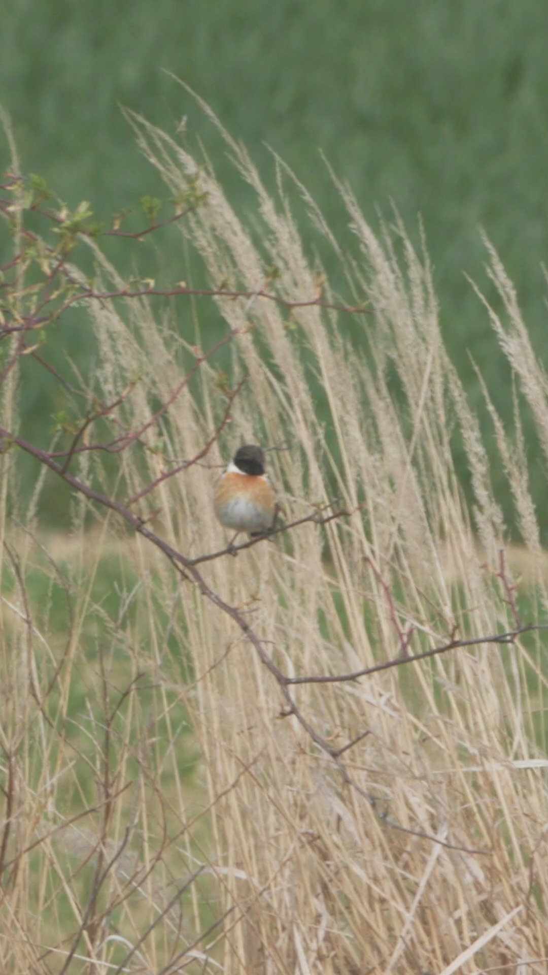 Und immer wieder Schwarzkehlchen.

#Naturdokumentation #WildlifeDocumentary #NatureDocumentary #Tierdokumentation #WildlifeFilm #Naturerlebnis #Naturfilm #Naturvideo #Tierfilm #Documentary #Dokumentation #Filmcut #Wildlife #FaszinationNatur #Schwarzkehlchen