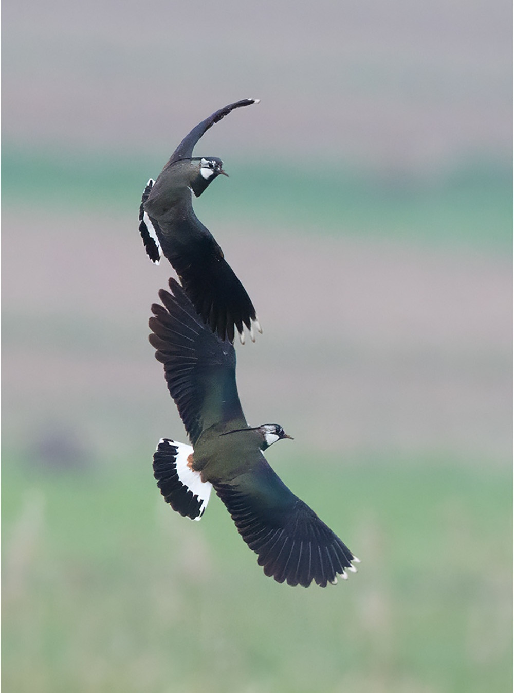Zur Balzzeit jagen sich die männlichen Kiebitze (Vanellus vanellus).

Canon EOS R5m2
EF500mm f/4L IS USM +1.4x III (700 mm)
1/1600 sek, ISO: 4000 (AutoISO), F6.3, +0.0
Aufnahmedatum: 15.04.2026 06:29 Uhr

Canon-Einstellungen:
Belichtungsmodus: M (Manuell)
AF-Methode: AF gesamter Bereich mit Motiverkennung
Anzahl Fokuspunkte: 1
AF Case: Auto
AF-Betrieb: AI Servo AF
Augenerkennung: Ein
Motiverkennung: Tiere
Focus-Distanz: 55.42 m - 107.17 m
Bildqualität: CRAW
Auslöser-Modus: Electronic
Aufnahmeart: Serienaufnahme (Continuous, High+)
Stabilisierung: Ein (2)
Kamera Temp.: 46 C

Bearbeitung: 
#Lightroom #Photoshop #Topazlabs #PhotoSupreme

Taxonomie:
Reich: Tier (Animalia)
Stamm: Chordatier (Chordata)
Klasse: Vogel (Aves)
Ordnung: Regenpfeiferartig (Charadriiformes)
Familie: Regenpfeifer (Charadriidae)
Gattung: Kiebitze (Vanellus)

#naturfotografenregion10 #photography #naturephotography #naturfotografie #naturfotografie_deutschland #wildlife #natur #naturfoto #canon #canondeutschland
#Kiebitz