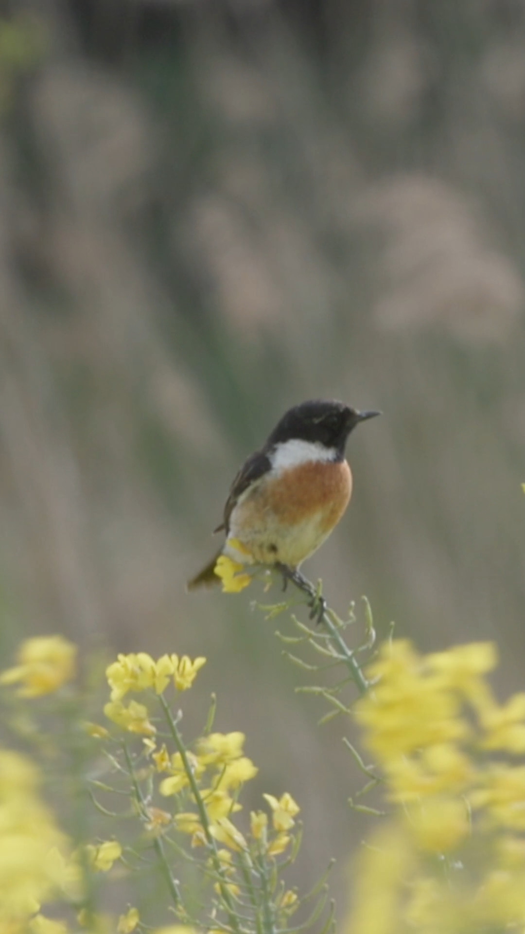 Das Schwarzkehlchen im Raps hat Schwierigkeiten sich im Wind zu halten.

#Naturdokumentation #WildlifeDocumentary #NatureDocumentary #Tierdokumentation #WildlifeFilm #Naturerlebnis #Naturfilm #Naturvideo #Tierfilm #Documentary #Dokumentation #Filmcut #Wildlife #FaszinationNatur #Schwarzkehlchen