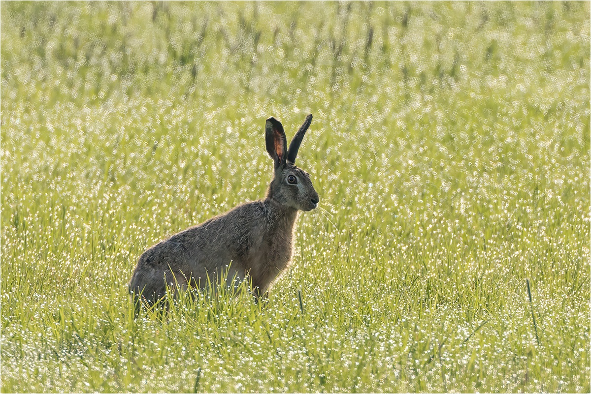 Feldhase im Tautropfenteppich.

Canon EOS R5m2
EF500mm f/4L IS USM +1.4x III (700 mm)
1/800 sek, ISO: 400 (AutoISO), F6.3, +1.0
Aufnahmedatum: 18.04.2026 07:04 Uhr

Canon-Einstellungen:
Belichtungsmodus: M (Manuell)
AF-Methode: Spot AF mit Motiverkennung
Anzahl Fokuspunkte: 1
AF Case: Auto
AF-Betrieb: AI Servo AF
Augenerkennung: Ein
Motiverkennung: Tiere
Focus-Distanz: 55.42 m - 107.17 m
Bildqualität: CRAW
Auslöser-Modus: Electronic
Aufnahmeart: Serienaufnahme (Continuous, High+)
Stabilisierung: Aus (2)
Kamera Temp.: 51 C

Bearbeitung: 
#Lightroom #Photoshop #Topazlabs #PhotoSupreme

#naturfotografenregion10 #photography #naturephotography #naturfotografie #naturfotografie_deutschland #wildlife #natur #naturfoto #canon #canondeutschland
#Feldhase