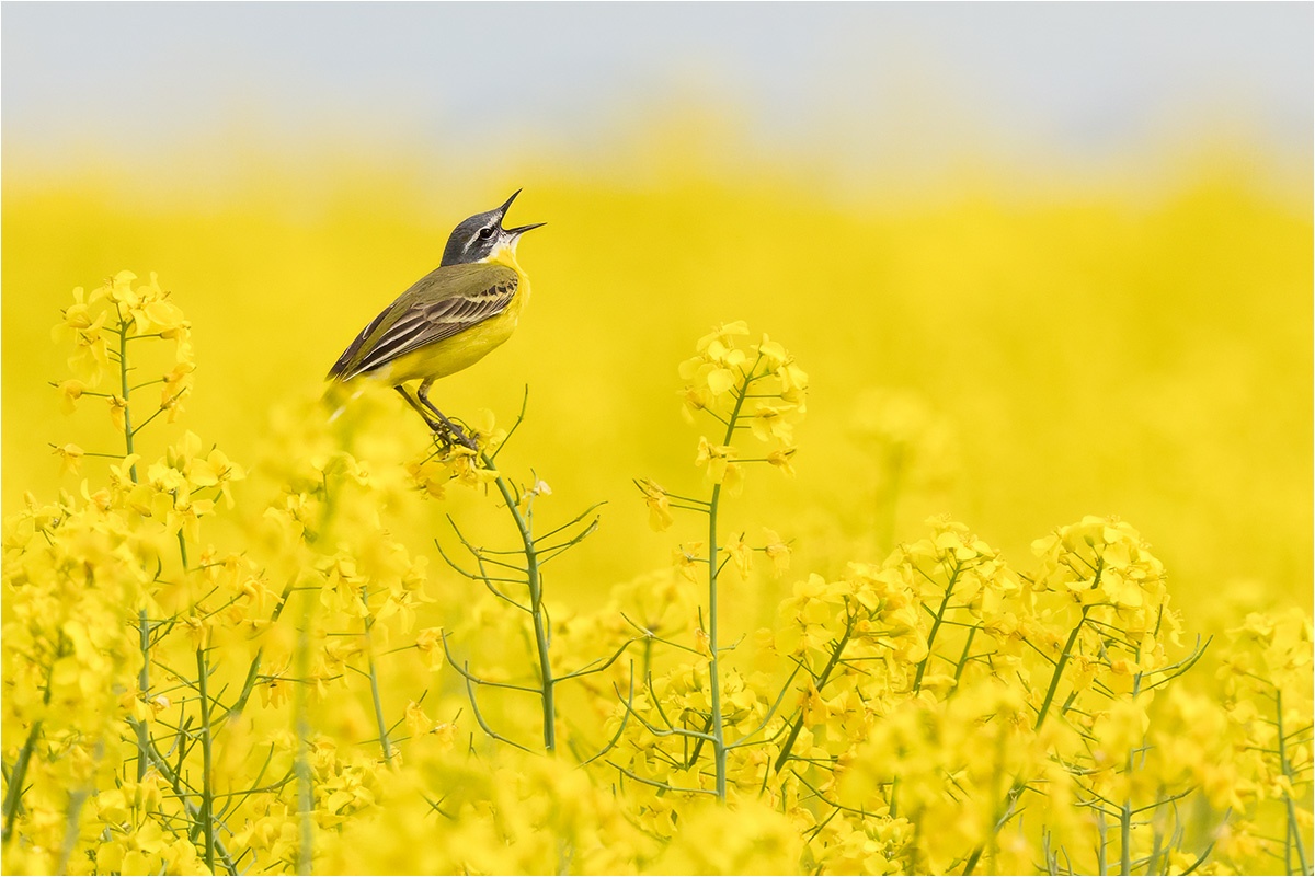 Gelb auf gelb. Schafstelze (Motacilla flava) auf Raps.

Canon EOS R5m2
RF100-500mm F4.5-7.1 L IS USM + EXTENDER RF1.4x (700 mm)
1/2500 sek, ISO: 1250 (AutoISO), F10, +0.3
Aufnahmedatum: 06.05.2026 14:53 Uhr

Canon-Einstellungen:
Belichtungsmodus: M (Manuell)
AF-Methode: AF flexible Zone 1 mit Motiverkennung
Anzahl Fokuspunkte: 1
AF Case: Auto
AF-Betrieb: AI Servo AF
Augenerkennung: Ein
Motiverkennung: Tiere
Focus-Distanz: 33.49 m - 55.78 m
Bildqualität: CRAW
Auslöser-Modus: Electronic
Aufnahmeart: Serienaufnahme (Continuous, High)
Stabilisierung: Ein (2)
Kamera Temp.: 38 C

Bearbeitung: 
#Lightroom #Photoshop #Topazlabs #PhotoSupreme

Taxonomie:
Reich: Tier (Animalia)
Stamm: Chordatier (Chordata)
Klasse: Vogel (Aves)
Ordnung: Sperlingsvogel (Passeriformes)
Unterordnung: Singvogel (Passeri)
Familie: Stelzen und Pieper (Motacillidae)
Gattung: Stelzen (Motacilla)

#naturfotografenregion10 #photography #naturephotography #naturfotografie #naturfotografie_deutschland #wildlife #natur #naturfoto #canon #canondeutschland
#Schafstelze