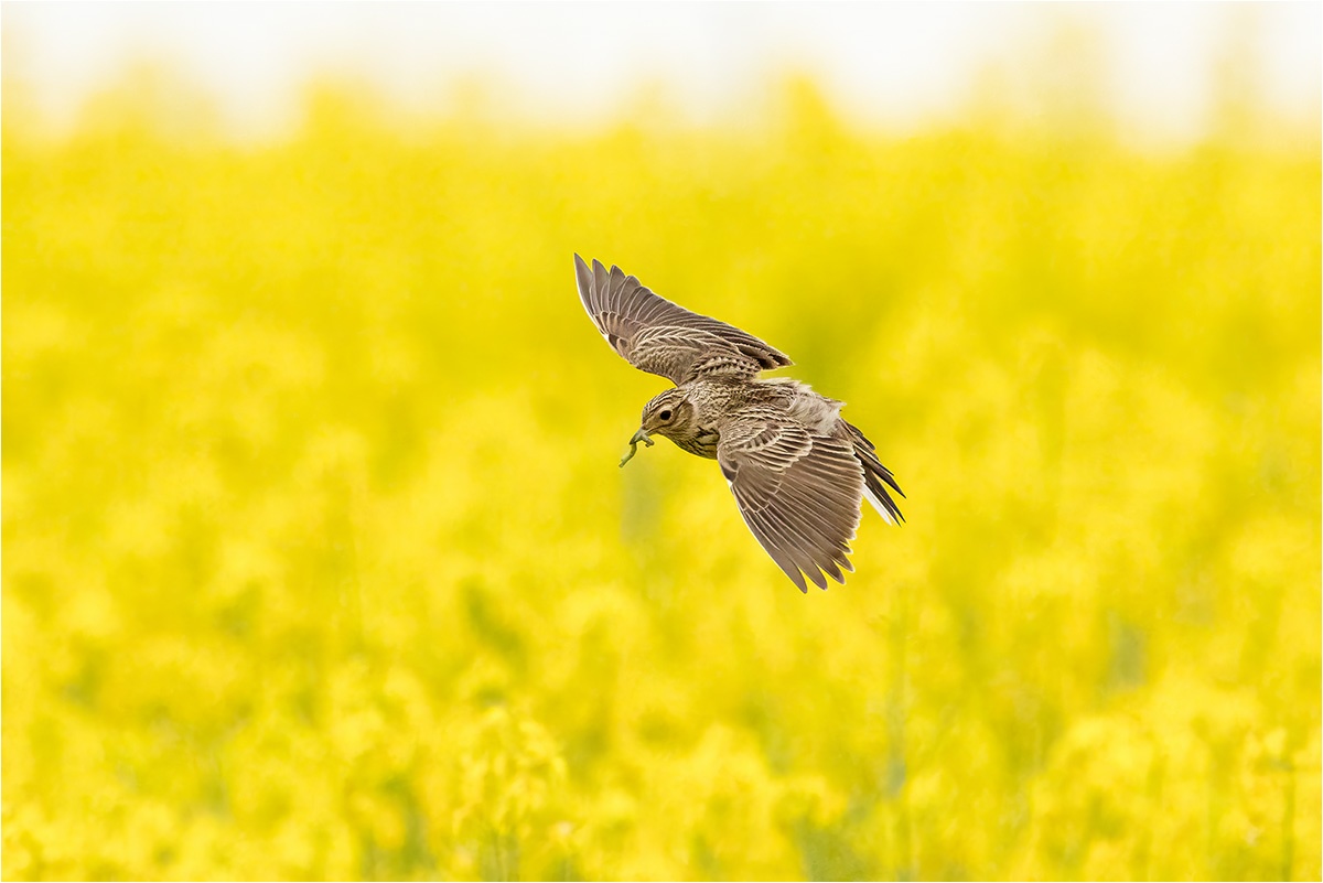 Das Männchen der Feldlerche (Alauda arvensis) konnte ich bei der Balz beobachten.

Canon EOS R5m2
RF100-500mm F4.5-7.1 L IS USM + EXTENDER RF1.4x (700 mm)
1/2500 sek, ISO: 2000 (AutoISO), F10, +0.7
Aufnahmedatum: 06.05.2026 15:29 Uhr

Canon-Einstellungen:
Belichtungsmodus: M (Manuell)
AF-Methode: AF gesamter Bereich mit Motiverkennung
Anzahl Fokuspunkte: 1
AF Case: Auto
AF-Betrieb: AI Servo AF
Augenerkennung: Ein
Motiverkennung: Tiere
Focus-Distanz: 33.49 m - 55.78 m
Bildqualität: CRAW
Auslöser-Modus: Electronic
Aufnahmeart: Serienaufnahme (Continuous, High)
Stabilisierung: Ein (2)
Kamera Temp.: 41 C

Bearbeitung: 
#Lightroom #Photoshop #Topazlabs #PhotoSupreme

Taxonomie:
Reich: Tier (Animalia)
Stamm: Chordatier (Chordata)
Klasse: Vogel (Aves)
Ordnung: Sperlingsvogel (Passeriformes)
Unterordnung: Singvogel (Passeri)
Familie: Lerchen (Alaudidae)
Gattung: Alauda

#naturfotografenregion10 #photography #naturephotography #naturfotografie #naturfotografie_deutschland #wildlife #natur #naturfoto #canon #canondeutschland
#Feldlerche