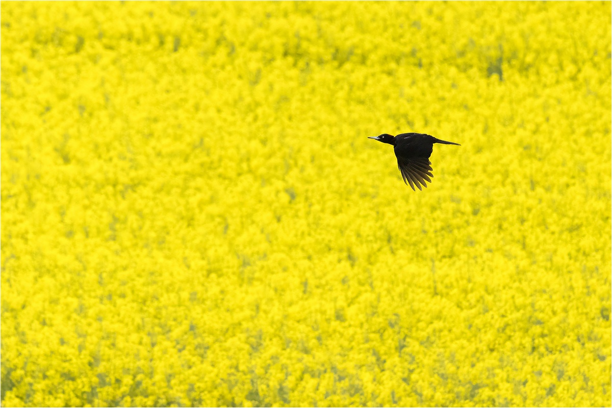 Schwarz auf Gelb. Schwarzspecht (Dryocopus martius).

Canon EOS R5m2
RF100-500mm F4.5-7.1 L IS USM + EXTENDER RF1.4x (700 mm)
1/3200 sek, ISO: 2000 (AutoISO), F10, +0.3
Aufnahmedatum: 07.05.2026 15:50 Uhr

Canon-Einstellungen:
Belichtungsmodus: M (Manuell)
AF-Methode: AF gesamter Bereich mit Motiverkennung
Anzahl Fokuspunkte: 1
AF Case: Auto
AF-Betrieb: AI Servo AF
Augenerkennung: Ein
Motiverkennung: Tiere
Focus-Distanz: >81.91 m
Bildqualität: CRAW
Auslöser-Modus: Electronic
Aufnahmeart: Serienaufnahme (Continuous, High)
Stabilisierung: Ein (2)
Kamera Temp.: 41 C

Bearbeitung: 
#Lightroom #Photoshop #Topazlabs #PhotoSupreme

Taxonomie:
Reich: Tier (Animalia)
Stamm: Chordatier (Chordata)
Klasse: Vogel (Aves)
Ordnung: Spechtvögel (Piciformes)
Familie: Spechte (Picidae)
Gattung: Dryocopus

#naturfotografenregion10 #photography #naturephotography #naturfotografie #naturfotografie_deutschland #wildlife #natur #naturfoto #canon #canondeutschland
#Schwarzspecht