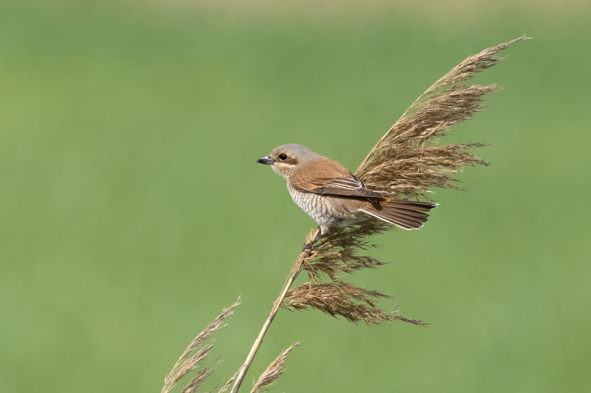 Neuntöter Weibchen (Lanius collurio).

Canon EOS R5m2
RF100-500mm F4.5-7.1 L IS USM + EXTENDER RF1.4x (700 mm)
1/3200 sek, ISO: 1600 (AutoISO), F10, +0.3
Aufnahmedatum: 07.05.2026 15:20 Uhr

Canon-Einstellungen:
Belichtungsmodus: M (Manuell)
AF-Methode: AF gesamter Bereich mit Motiverkennung
Anzahl Fokuspunkte: 1
AF Case: Auto
AF-Betrieb: AI Servo AF
Augenerkennung: Ein
Motiverkennung: Tiere
Focus-Distanz: 33.49 m - 55.78 m
Bildqualität: CRAW
Auslöser-Modus: Electronic
Aufnahmeart: Serienaufnahme (Continuous, High)
Stabilisierung: Ein (2)
Kamera Temp.: 34 C

Bearbeitung: 
#Lightroom #Photoshop #Topazlabs #PhotoSupreme

Synonyme:
Brassica napus, Nutzpflanze
Rotrückenwürger, Rotrückiger Würger, Dorndreher

Taxonomie:
Reich: Tier (Animalia)
Stamm: Chordatier (Chordata)
Klasse: Vogel (Aves)
Ordnung: Sperlingsvogel (Passeriformes)
Unterordnung: Singvogel (Passeri)
Familie: Würger (Laniidae)
Gattung: Würger (Lanius)

#naturfotografenregion10 #photography #naturephotography #naturfotografie #naturfotografie_deutschland #wildlife #natur #naturfoto #canon #canondeutschland
#Neuntöter