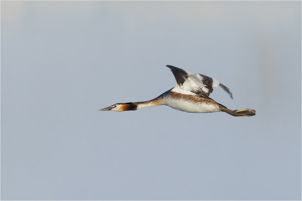 Haubentaucher (Podiceps cristatus) erwischt man selten im Flug.

Canon EOS R5m2
RF100-500mm F4.5-7.1 L IS USM + EXTENDER RF1.4x (700 mm)
1/2500 sek, ISO: 2500, F11, +0.0
Aufnahmedatum: 18.05.2026 05:41 Uhr

Canon-Einstellungen:
Belichtungsmodus: M (Manuell)
AF-Methode: AF flexible Zone 1 mit Motiverkennung
Anzahl Fokuspunkte: 1
AF Case: Auto
AF-Betrieb: AI Servo AF
Augenerkennung: Ein
Motiverkennung: Tiere
Focus-Distanz: >55.78 m
Bildqualität: CRAW
Auslöser-Modus: Electronic
Aufnahmeart: Serienaufnahme (Continuous, High)
Stabilisierung: Ein (2)
Kamera Temp.: 51 C

Bearbeitung: 
#Lightroom #Photoshop #Topazlabs #PhotoSupreme

Taxonomie:
Reich: Tier (Animalia)
Stamm: Chordatier (Chordata)
Klasse: Vogel (Aves)
Ordnung: Lappentaucherartig (Podicipediformes)
Familie: Lappentaucher (Podicipedidae)
Gattung: Taucher (Podiceps)

#naturfotografenregion10 #photography #naturephotography #naturfotografie #naturfotografie_deutschland #wildlife #natur #naturfoto #canon #canondeutschland
#Haubentaucher