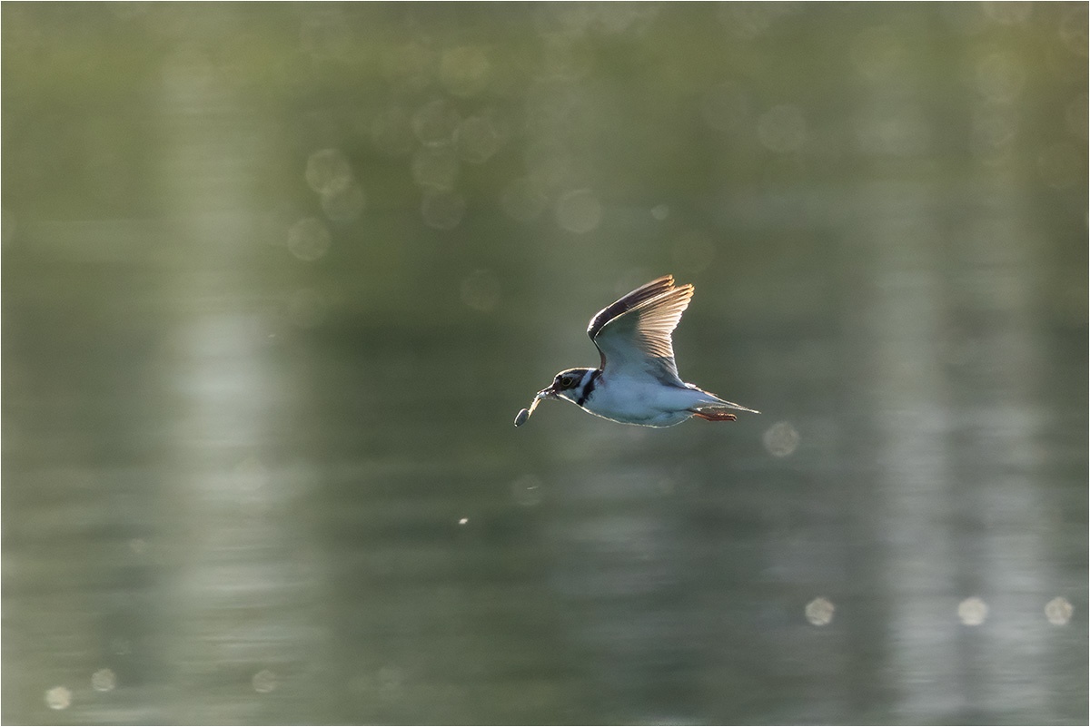 Der Flussregenpfeifer (Charadrius dubius) hat irgendwas leckeres erbeutet.

Canon EOS R5m2
RF100-500mm F4.5-7.1 L IS USM + EXTENDER RF1.4x (700 mm)
1/3200 sek, ISO: 3200, F11, +0.0
Aufnahmedatum: 05.06.2026 19:06 Uhr

Canon-Einstellungen:
Belichtungsmodus: M (Manuell)
AF-Methode: AF flexible Zone 1 mit Motiverkennung
Anzahl Fokuspunkte: 1
AF Case: Auto
AF-Betrieb: AI Servo AF
Augenerkennung: Ein
Motiverkennung: Tiere
Focus-Distanz: 33.49 m - 55.78 m
Bildqualität: CRAW
Auslöser-Modus: Electronic
Aufnahmeart: Serienaufnahme (Continuous, High)
Stabilisierung: Ein (2)
Kamera Temp.: 48 C

Bearbeitung: 
#Lightroom #Photoshop #Topazlabs #PhotoSupreme

Taxonomie:
Reich: Tier (Animalia)
Stamm: Chordatier (Chordata)
Klasse: Vogel (Aves)
Ordnung: Regenpfeiferartig (Charadriiformes)
Familie: Regenpfeifer (Charadriidae)
Gattung: Charadrius

#naturfotografenregion10 #photography #naturephotography #naturfotografie #naturfotografie_deutschland #wildlife #natur #naturfoto #canon #canondeutschland
#Flussregenpfeifer