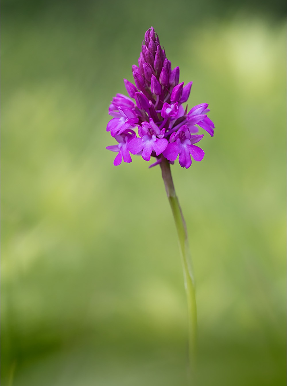 Pyramiden-Hundswurz (Anacamptis pyramidalis)

Canon EOS R5m2
RF100mm F2.8 L MACRO IS USM (100 mm)
1/2500 sek, ISO: 5000 (AutoISO), F6.3, +0.3
Aufnahmedatum: 14.06.2026 11:17 Uhr

Canon-Einstellungen:
Belichtungsmodus: M (Manuell)
AF-Methode: Spot AF ohne Motiverkennung
Anzahl Fokuspunkte: 1
AF Case: Auto
AF-Betrieb: AI Servo AF
Augenerkennung: Aus
Motiverkennung: None
Focus-Distanz: 0.42 m - 0.44 m
Bildqualität: CRAW
Auslöser-Modus: Electronic
Aufnahmeart: Serienaufnahme (Continuous, Low)
Stabilisierung: Ein (2)
Kamera Temp.: 40 C

Bearbeitung: 
#Lightroom #Photoshop #Topazlabs #PhotoSupreme

Synonyme:
Pyramidenorchis, Spitzorchis, Kammstendel, Pyramidenstendel

Taxonomie:
Reich: Pflanze (Plantae)
Stamm: Gefäßpflanze (Tracheophyta)
Klasse: Bedecktsamer (Magnoliopsida)
Ordnung: Spargelartig (Asparagales)
Familie: Orchidee

#naturfotografenregion10 #photography #naturephotography #naturfotografie #naturfotografie_deutschland #wildlife #natur #naturfoto #canon #canondeutschland
#PyramidenHundswurz