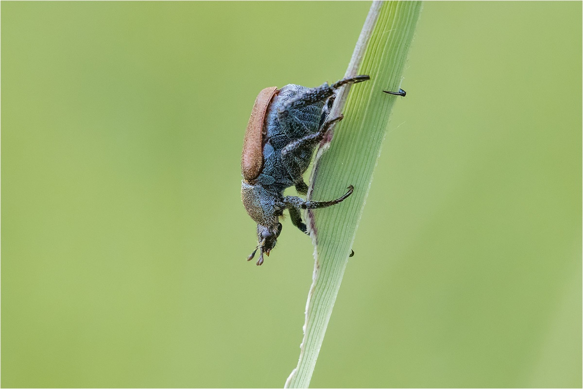 Blauer Purzelkäfer (Hoplia coerulea)

Canon EOS R5m2
RF100mm F2.8 L MACRO IS USM (100 mm)
1/2500 sek, ISO: 5000 (AutoISO), F6.3, +0.3
Aufnahmedatum: 14.06.2026 11:17 Uhr

Canon-Einstellungen:
Belichtungsmodus: M (Manuell)
AF-Methode: Spot AF ohne Motiverkennung
Anzahl Fokuspunkte: 1
AF Case: Auto
AF-Betrieb: AI Servo AF
Augenerkennung: Aus
Motiverkennung: None
Focus-Distanz: 0.44 m - 0.47 m
Bildqualität: CRAW
Auslöser-Modus: Electronic
Aufnahmeart: Serienaufnahme (Continuous, Low)
Stabilisierung: Ein (2)
Kamera Temp.: 40 C

Bearbeitung: 
#Lightroom #Photoshop #Topazlabs #PhotoSupreme

Taxonomie:
Reich: Tier (Animalia)
Stamm: Gliederfüßer (Arthropoda)
Klasse: Insekt (Insecta)
Ordnung: Käfer (Coleoptera)
Familie: Blatthornkäfer (Scarabaeidae)

#naturfotografenregion10 #photography #naturephotography #naturfotografie #naturfotografie_deutschland #wildlife #natur #naturfoto #canon #canondeutschland
#BlauerPurzelkäfer #macro #makrofotografie #macrophotography