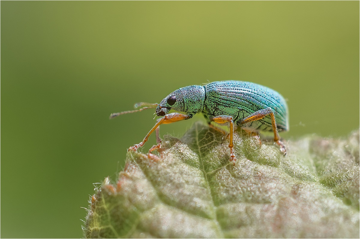 Seidiger Glanzrüssler (Polydrusus sericeus)

Canon EOS R5m2
RF100mm F2.8 L MACRO IS USM (100 mm)
1/2500 sek, ISO: 800 (AutoISO), F4.0, +0.3
Aufnahmedatum: 14.06.2026 12:12 Uhr

Canon-Einstellungen:
Belichtungsmodus: M (Manuell)
AF-Methode: Spot AF ohne Motiverkennung
Anzahl Fokuspunkte: 1
AF Case: Auto
AF-Betrieb: AI Servo AF
Augenerkennung: Aus
Motiverkennung: None
Focus-Distanz: 0.34 m - 0.36 m
Bildqualität: CRAW
Auslöser-Modus: Electronic
Aufnahmeart: Serienaufnahme (Continuous, Low)
Stabilisierung: Ein (2)
Kamera Temp.: 43 C

Bearbeitung: 
#Lightroom #Photoshop #Topazlabs #PhotoSupreme

#naturfotografenregion10 #photography #naturephotography #naturfotografie #naturfotografie_deutschland #wildlife #natur #naturfoto #canon #canondeutschland
#SeidigerGlanzrüssler