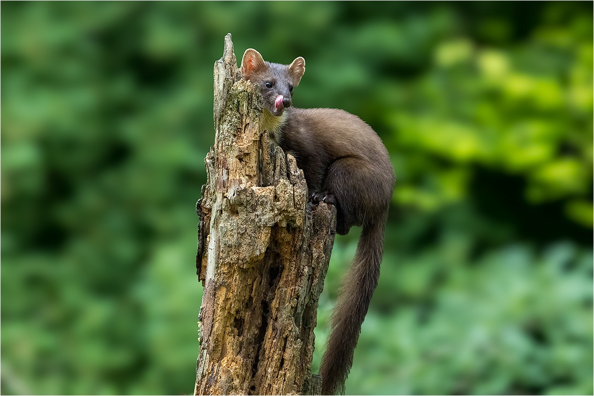 Baummarder (Martes martes) an der Vogelfutterstelle.

Canon EOS R5m2
RF100-500mm F4.5-7.1 L IS USM (223 mm)
1/200 sek, ISO: 12500 (AutoISO), F8.0, +0.0
Aufnahmedatum: 19.07.2026 08:06 Uhr

Canon-Einstellungen:
Belichtungsmodus: M (Manuell)
AF-Methode: AF gesamter Bereich mit Motiverkennung
Anzahl Fokuspunkte: 1
AF Case: Auto
AF-Betrieb: AI Servo AF
Augenerkennung: Ein
Motiverkennung: Tiere
Focus-Distanz: 5.81 m - 6.64 m
Bildqualität: CRAW
Auslöser-Modus: Electronic
Aufnahmeart: Serienaufnahme (Continuous, High+)
Stabilisierung: Ein (2)
Kamera Temp.: 40 C

Bearbeitung: 
#Lightroom #Photoshop #Topazlabs #PhotoSupreme

Synonyme:
Edelmarder

Taxonomie:
Reich: Tier (Animalia)
Stamm: Chordatier (Chordata)
Klasse: Säugetier (Mammalia)
Ordnung: Raubtier (Carnivora)
Unterordnung: Hundeartige (Caniformia)
Familie: Marder (Mustelidae)
Gattung: Echte Marder (Martes)

#naturfotografenregion10 #photography #naturephotography #naturfotografie #naturfotografie_deutschland #wildlife #natur #naturfoto #canon #canondeutschland
#Baummarder