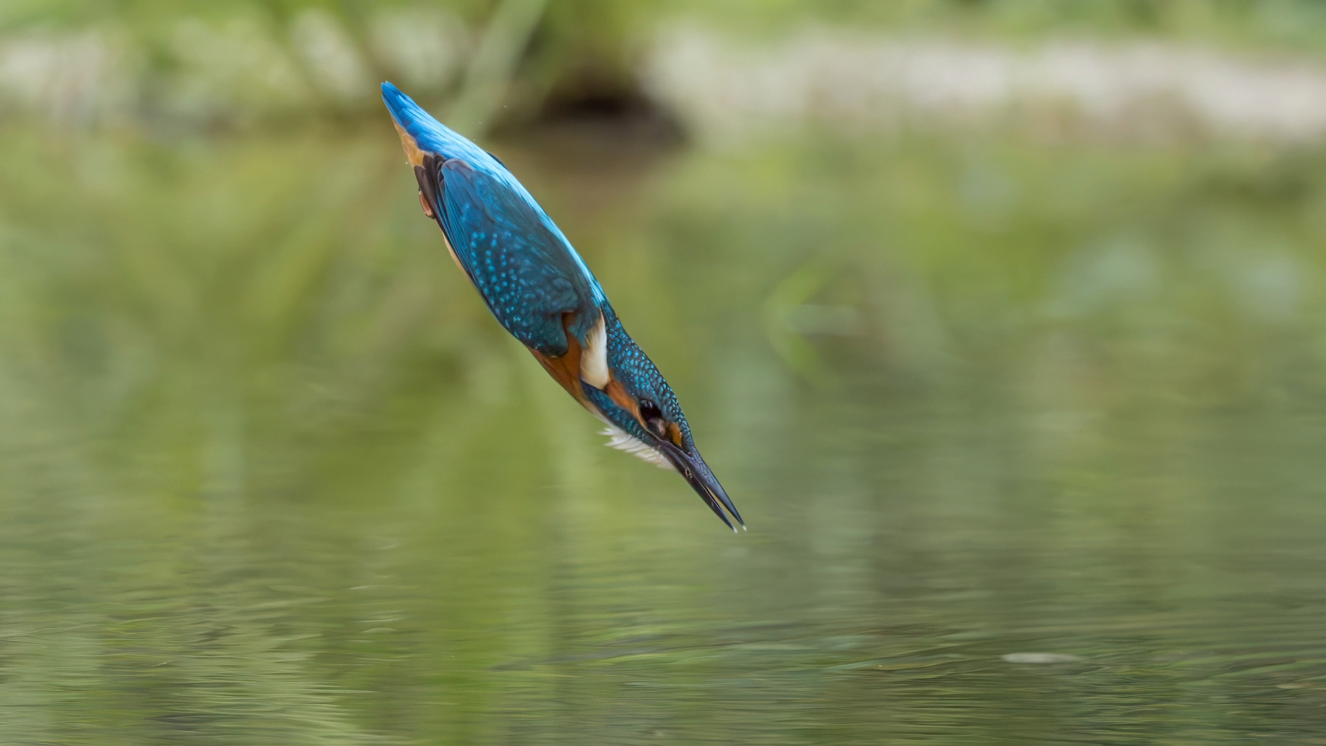 Eisvogel (Alcedo atthis). Ein Video aus den Serienbildern.

Canon EOS R5m2
RF100-500mm F4.5-7.1 L IS USM (238 mm)
1/3200 sek, ISO: 5000 (AutoISO), F6.3, +0.0
Aufnahmedatum: 19.07.2026 11:28 Uhr

Canon-Einstellungen:
Belichtungsmodus: M (Manuell)
AF-Methode: AF gesamter Bereich mit Motiverkennung
Anzahl Fokuspunkte: 1
AF Case: Auto
AF-Betrieb: AI Servo AF
Augenerkennung: Ein
Motiverkennung: Tiere
Focus-Distanz: 6.64 m - 7.42 m
Bildqualität: CRAW
Auslöser-Modus: Electronic
Aufnahmeart: Serienaufnahme (Continuous, High+)
Stabilisierung: Ein (2)
Kamera Temp.: 70 C

Bearbeitung: 
#Lightroom #Photoshop #Topazlabs #PhotoSupreme #DavinciResolve

Synonyme:
Meisterfischer, Königsfischer, blauer Blitz, fliegender Edelstein, Kingfischer

Taxonomie:
Reich: Tier (Animalia)
Stamm: Chordatier (Chordata)
Klasse: Vogel (Aves)
Ordnung: Rackenvogel (Coraciiformes)
Familie: Eisvögel (Alcedinidae)
Gattung: Alcedo

#naturfotografenregion10 #photography #naturephotography #naturfotografie #naturfotografie_deutschland #wildlife #natur #naturfoto #canon #canondeutschland
#Eisvogel