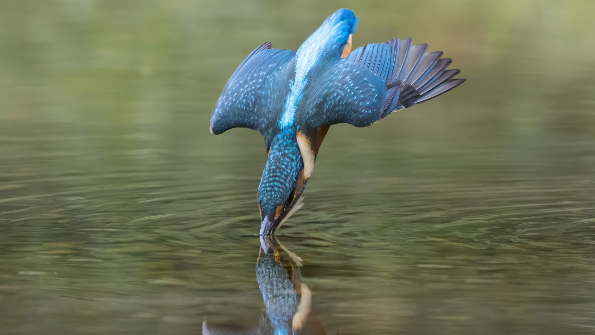 Eisvogel (Alcedo atthis) 03. Ein Video aus den Serienbildern. 
Aus einer Ansitzhütte.

Canon EOS R5m2
RF100-500mm F4.5-7.1 L IS USM (200 mm)
1/3200 sek, ISO: 3200 (AutoISO), F6.3, -0.7
Aufnahmedatum: 19.07.2026 11:41 Uhr

Canon-Einstellungen:
Belichtungsmodus: M (Manuell)
AF-Methode: AF gesamter Bereich mit Motiverkennung
Anzahl Fokuspunkte: 1
AF Case: Auto
AF-Betrieb: AI Servo AF
Augenerkennung: Ein
Motiverkennung: Tiere
Focus-Distanz: 6.64 m - 7.42 m
Bildqualität: CRAW
Auslöser-Modus: Electronic
Aufnahmeart: Serienaufnahme (Continuous, High+)
Stabilisierung: Ein (2)
Kamera Temp.: 66 C

Bearbeitung: 
#Lightroom #Photoshop #Topazlabs #PhotoSupreme

Synonyme:
Meisterfischer, Königsfischer, blauer Blitz, fliegender Edelstein, Kingfischer

Taxonomie:
Reich: Tier (Animalia)
Stamm: Chordatier (Chordata)
Klasse: Vogel (Aves)
Ordnung: Rackenvogel (Coraciiformes)
Familie: Eisvögel (Alcedinidae)
Gattung: Alcedo

#naturfotografenregion10 #photography #naturephotography #naturfotografie #naturfotografie_deutschland #wildlife #natur #naturfoto #canon #canondeutschland
#Eisvogel