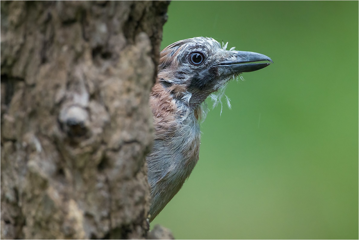 Ein junger und nasser Eichelhäher (Garrulus glandarius).

Canon EOS R5m2
EF500mm f/4L IS USM +1.4x III (700 mm)
1/250 sek, ISO: 5000 (AutoISO), F6.3, -0.3
Aufnahmedatum: 19.07.2026 09:01 Uhr

Canon-Einstellungen:
Belichtungsmodus: M (Manuell)
AF-Methode: AF gesamter Bereich mit Motiverkennung
Anzahl Fokuspunkte: 1
AF Case: Auto
AF-Betrieb: AI Servo AF
Augenerkennung: Ein
Motiverkennung: Tiere
Focus-Distanz: 5.38 m - 5.6 m
Bildqualität: CRAW
Auslöser-Modus: Electronic
Aufnahmeart: Serienaufnahme (Continuous, High+)
Stabilisierung: Aus (2)
Kamera Temp.: 54 C

Bearbeitung: 
#Lightroom #Photoshop #Topazlabs #PhotoSupreme

Taxonomie:
Reich: Tier (Animalia)
Stamm: Chordatier (Chordata)
Klasse: Vogel (Aves)
Ordnung: Sperlingsvogel (Passeriformes)
Unterordnung: Singvogel (Passeri)
Familie: Rabenvogel (Corvidae)
Gattung: Garrulus

#naturfotografenregion10 #photography #naturephotography #naturfotografie #naturfotografie_deutschland #wildlife #natur #naturfoto #canon #canondeutschland
#Eichelhäher