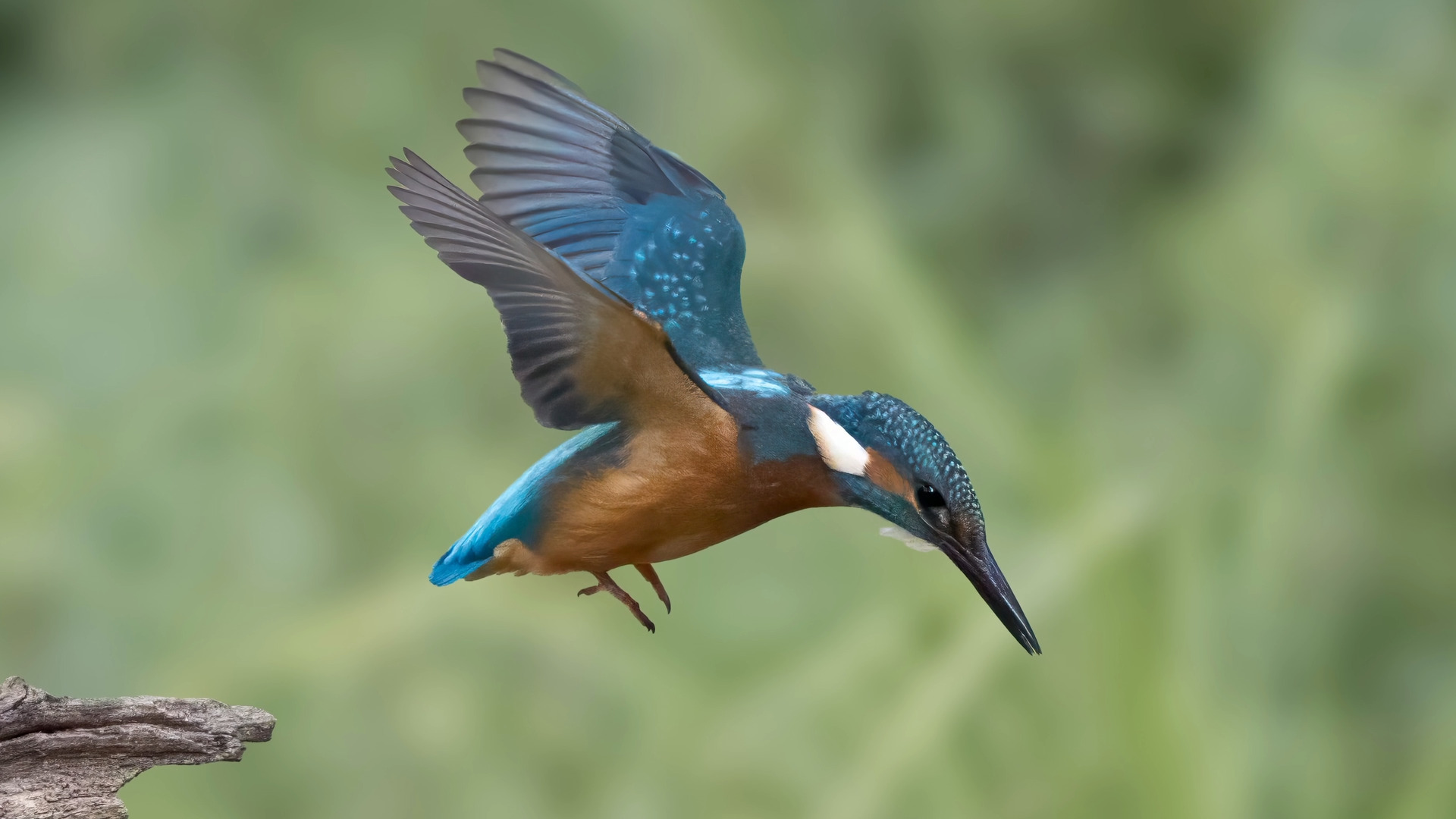 Eisvogel (Alcedo atthis) 05. Ein Video aus den Serienbildern. 
Aus einer Ansitzhütte.

Canon EOS R5m2
RF100-500mm F4.5-7.1 L IS USM (186 mm)
1/3200 sek, ISO: 6400 (AutoISO), F6.3, -0.7
Aufnahmedatum: 19.07.2026 12:23 Uhr

Canon-Einstellungen:
Belichtungsmodus: M (Manuell)
AF-Methode: AF gesamter Bereich mit Motiverkennung
Anzahl Fokuspunkte: 1
AF Case: Auto
AF-Betrieb: AI Servo AF
Augenerkennung: Ein
Motiverkennung: Tiere
Focus-Distanz: 8.27 m - 9.16 m
Bildqualität: CRAW
Auslöser-Modus: Electronic
Aufnahmeart: Serienaufnahme (Continuous, High+)
Stabilisierung: Ein (2)
Kamera Temp.: 69 C

Bearbeitung: 
#Lightroom #Photoshop #Topazlabs #PhotoSupreme

Synonyme:
Meisterfischer, Königsfischer, blauer Blitz, fliegender Edelstein, Kingfischer

Taxonomie:
Reich: Tier (Animalia)
Stamm: Chordatier (Chordata)
Klasse: Vogel (Aves)
Ordnung: Rackenvogel (Coraciiformes)
Familie: Eisvögel (Alcedinidae)
Gattung: Alcedo

#naturfotografenregion10 #photography #naturephotography #naturfotografie #naturfotografie_deutschland #wildlife #natur #naturfoto #canon #canondeutschland
#Eisvogel