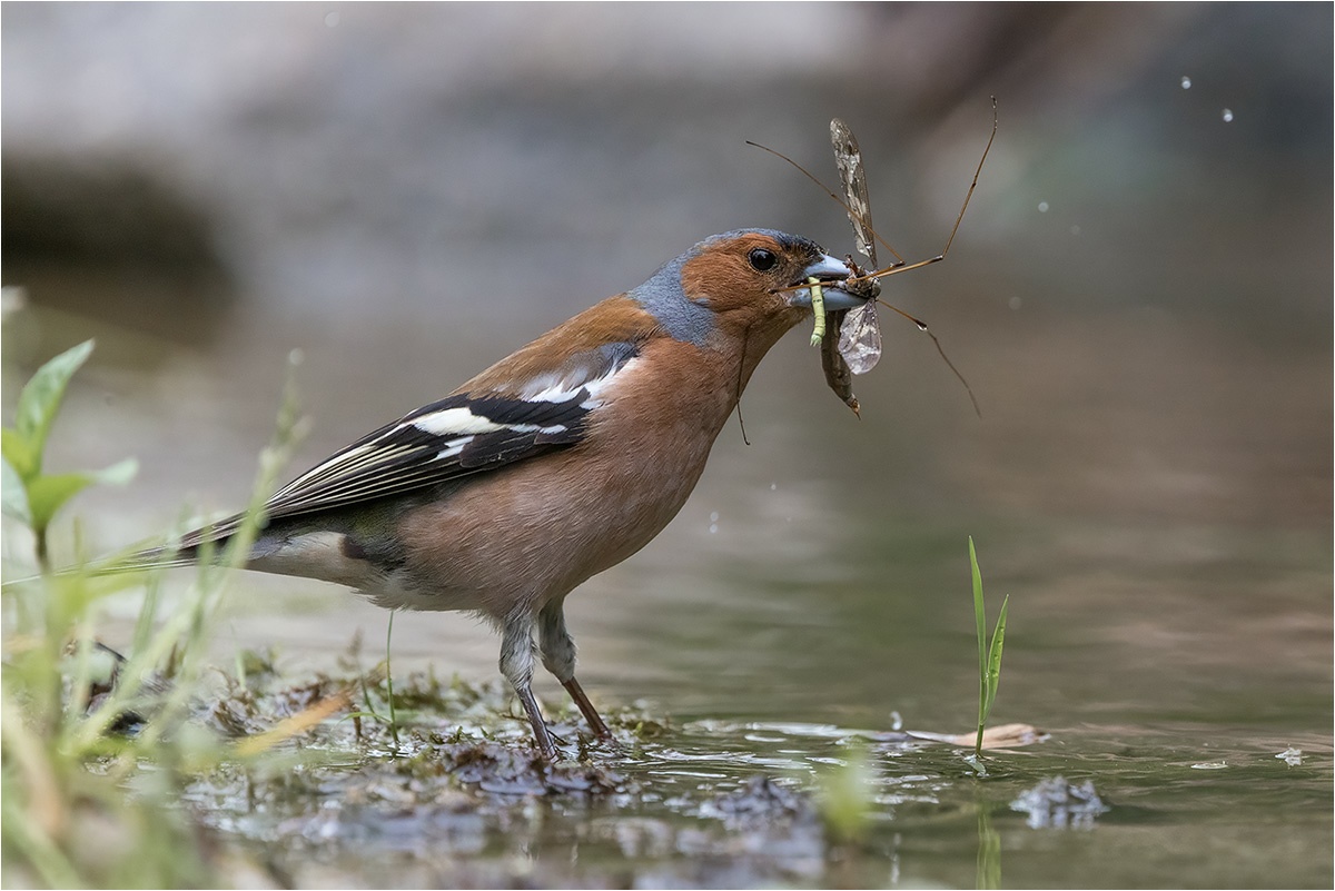 Man sammelt was man findet. Buchfink (Fringilla coelebs).

Canon EOS R5m2
RF100-500mm F4.5-7.1 L IS USM (500 mm)
1/2500 sek, ISO: 5000 (AutoISO), F7.1, -0.3
Aufnahmedatum: 19.07.2026 09:49 Uhr

Canon-Einstellungen:
Belichtungsmodus: M (Manuell)
AF-Methode: AF gesamter Bereich mit Motiverkennung
Anzahl Fokuspunkte: 1
AF Case: Auto
AF-Betrieb: AI Servo AF
Augenerkennung: Ein
Motiverkennung: Tiere
Focus-Distanz: 4.37 m - 5.01 m
Bildqualität: CRAW
Auslöser-Modus: Electronic
Aufnahmeart: Serienaufnahme (Continuous, Low)
Stabilisierung: Ein (2)
Kamera Temp.: 45 C

Bearbeitung: 
#Lightroom #Photoshop #Topazlabs #PhotoSupreme

Taxonomie:
Reich: Tier (Animalia)
Stamm: Chordatier (Chordata)
Klasse: Vogel (Aves)
Ordnung: Sperlingsvogel (Passeriformes)
Unterordnung: Singvogel (Passeri)
Familie: Fink (Fringillidae) 
Gattung: Edelfink (Fringilla)

#naturfotografenregion10 #photography #naturephotography #naturfotografie #naturfotografie_deutschland #wildlife #natur #naturfoto #canon #canondeutschland
#Buchfink