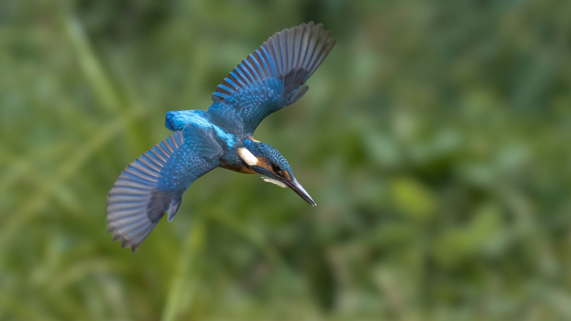 Eisvogel (Alcedo atthis) 06. Ein Video aus den Serienbildern. 
Aus einer Ansitzhütte.

Canon EOS R5m2
RF100-500mm F4.5-7.1 L IS USM (145 mm)
1/3200 sek, ISO: 1600 (AutoISO), F6.3, -0.7
Aufnahmedatum: 19.07.2026 12:57 Uhr

Canon-Einstellungen:
Belichtungsmodus: M (Manuell)
AF-Methode: Spot AF mit Motiverkennung
Anzahl Fokuspunkte: 1
AF Case: Auto
AF-Betrieb: AI Servo AF
Augenerkennung: Ein
Motiverkennung: Tiere
Focus-Distanz: 9.16 m - 10.28 m
Bildqualität: CRAW
Auslöser-Modus: Electronic
Aufnahmeart: Serienaufnahme (Continuous, High+)
Stabilisierung: Ein (2)
Kamera Temp.: 75 C

Bearbeitung: 
#Lightroom #Photoshop #Topazlabs #PhotoSupreme #DavinciResolve

Synonyme:
Meisterfischer, Königsfischer, blauer Blitz, fliegender Edelstein, Kingfischer

Taxonomie:
Reich: Tier (Animalia)
Stamm: Chordatier (Chordata)
Klasse: Vogel (Aves)
Ordnung: Rackenvogel (Coraciiformes)
Familie: Eisvögel (Alcedinidae)
Gattung: Alcedo

#naturfotografenregion10 #photography #naturephotography #naturfotografie #naturfotografie_deutschland #wildlife #natur #naturfoto #canon #canondeutschland
#Eisvogel