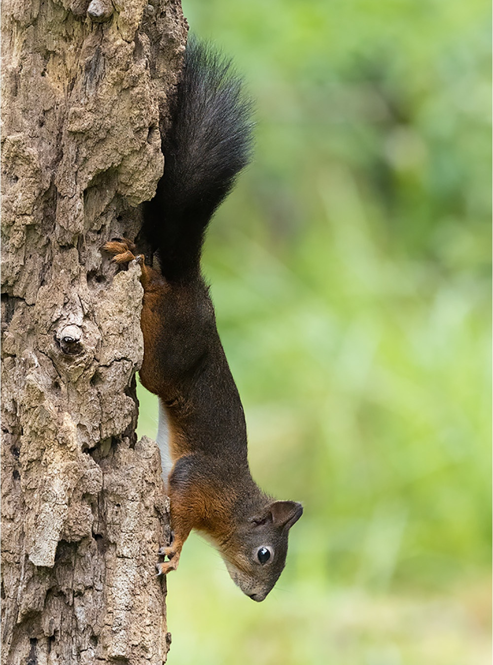 Wenn man auf den Eisvogel ansitzt und zusätzlich noch Eichhörnchen (Sciurus vulgaris) bekommt. Das nimmt man gerne mit.

Canon EOS R5m2
RF100-500mm F4.5-7.1 L IS USM (254 mm)
1/3200 sek, ISO: 6400 (AutoISO), F6.3, +0.0
Aufnahmedatum: 19.07.2026 11:23 Uhr

Canon-Einstellungen:
Belichtungsmodus: M (Manuell)
AF-Methode: Spot AF mit Motiverkennung
Anzahl Fokuspunkte: 1
AF Case: Auto
AF-Betrieb: AI Servo AF
Augenerkennung: Ein
Motiverkennung: Tiere
Focus-Distanz: 5.81 m - 6.64 m
Bildqualität: CRAW
Auslöser-Modus: Electronic
Aufnahmeart: Serienaufnahme (Continuous, High+)
Stabilisierung: Ein (2)
Kamera Temp.: 65 C

Bearbeitung: 
#Lightroom #Photoshop #Topazlabs #PhotoSupreme

Synonyme:
Europäisches Eichhörnchen

Taxonomie:
Reich: Tier (Animalia)
Stamm: Chordatier (Chordata)
Klasse: Säugetier (Mammalia)
Ordnung: Nagetiere (Rodentia)
Unterordnung: Hörnchenverwandte (Sciuromorpha)
Familie: Hörnchen (Sciuridae)
Gattung: Eichhörnchen (Sciurus)

#naturfotografenregion10 #photography #naturephotography #naturfotografie #naturfotografie_deutschland #wildlife #natur #naturfoto #canon #canondeutschland
#EurasischeEichhörnchen