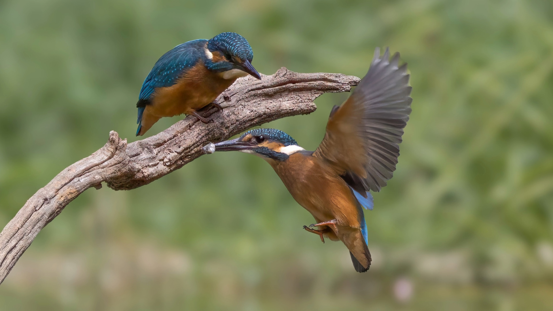 Eisvogel (Alcedo atthis) 07. Ein Video aus den Serienbildern. 
Aus einer Ansitzhütte.

Canon EOS R5m2
RF100-500mm F4.5-7.1 L IS USM (128 mm)
1/3200 sek, ISO: 1250 (AutoISO), F6.3, -0.7
Aufnahmedatum: 19.07.2026 12:57 Uhr

Canon-Einstellungen:
Belichtungsmodus: M (Manuell)
AF-Methode: Spot AF mit Motiverkennung
Anzahl Fokuspunkte: 1
AF Case: Auto
AF-Betrieb: AI Servo AF
Augenerkennung: Ein
Motiverkennung: Tiere
Focus-Distanz: 7.42 m - 8.27 m
Bildqualität: CRAW
Auslöser-Modus: Electronic
Aufnahmeart: Serienaufnahme (Continuous, High+)
Stabilisierung: Ein (2)
Kamera Temp.: 73 C

Bearbeitung: 
#Lightroom #Photoshop #Topazlabs #PhotoSupreme #DavinciResolve

Synonyme:
Meisterfischer, Königsfischer, blauer Blitz, fliegender Edelstein, Kingfischer

Taxonomie:
Reich: Tier (Animalia)
Stamm: Chordatier (Chordata)
Klasse: Vogel (Aves)
Ordnung: Rackenvogel (Coraciiformes)
Familie: Eisvögel (Alcedinidae)
Gattung: Alcedo

#naturfotografenregion10 #photography #naturephotography #naturfotografie #naturfotografie_deutschland #wildlife #natur #naturfoto #canon #canondeutschland
#Eisvogel