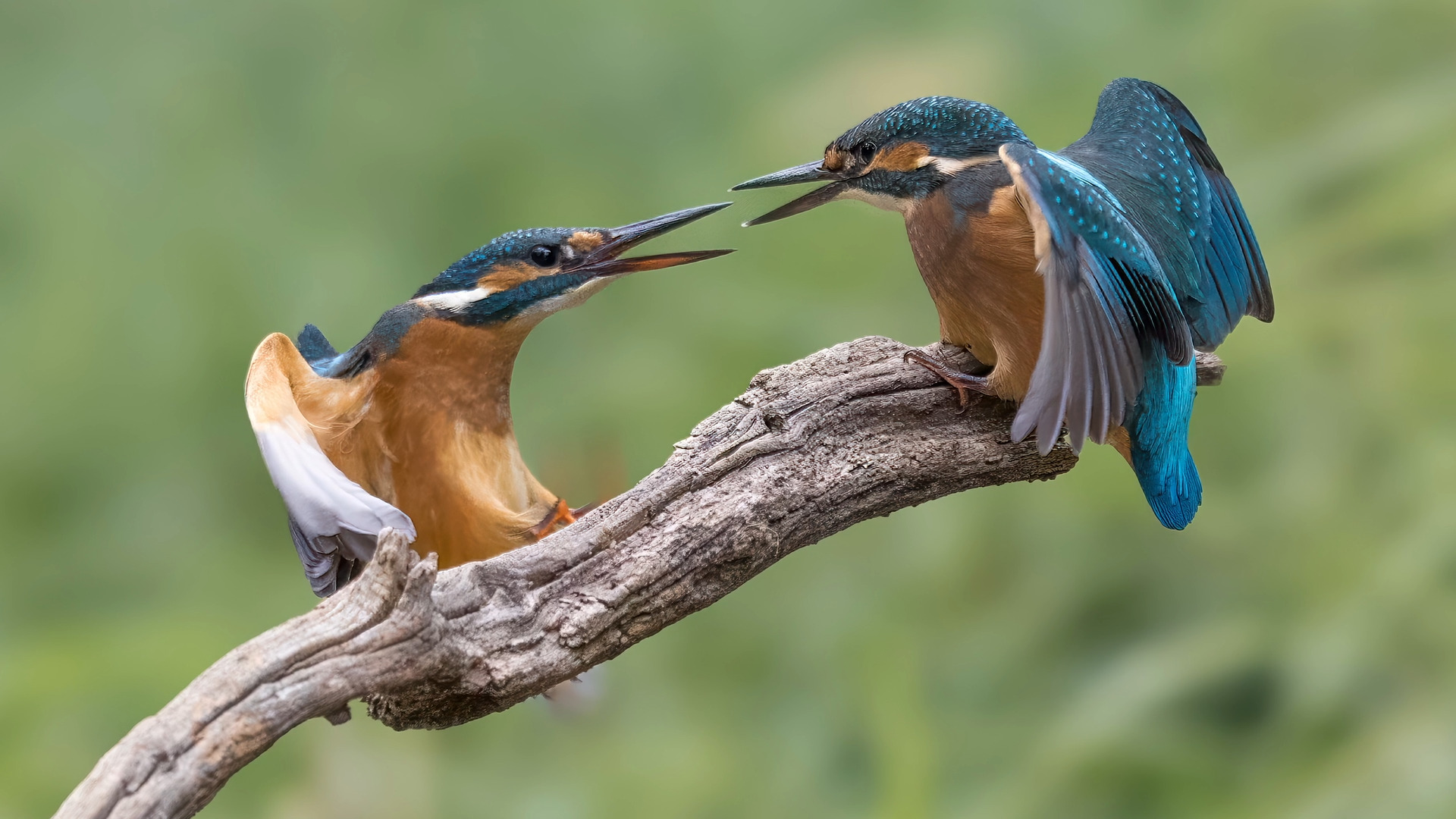 Bei Streit ergeben sich die schönsten Fotos. Eisvogel (Alcedo atthis) 08.

Canon EOS R5m2
RF100-500mm F4.5-7.1 L IS USM (200 mm)
1/3200 sek, ISO: 2000 (AutoISO), F6.3, -0.7
Aufnahmedatum: 19.07.2026 13:09 Uhr

Canon-Einstellungen:
Belichtungsmodus: M (Manuell)
AF-Methode: AF gesamter Bereich mit Motiverkennung
Anzahl Fokuspunkte: 1
AF Case: Auto
AF-Betrieb: AI Servo AF
Augenerkennung: Ein
Motiverkennung: Tiere
Focus-Distanz: 6.64 m - 7.42 m
Bildqualität: CRAW
Auslöser-Modus: Electronic
Aufnahmeart: Serienaufnahme (Continuous, High+)
Stabilisierung: Ein (2)
Kamera Temp.: 74 C

Bearbeitung: 
#Lightroom #Photoshop #Topazlabs #PhotoSupreme

Synonyme:
Meisterfischer, Königsfischer, blauer Blitz, fliegender Edelstein, Kingfischer

Taxonomie:
Reich: Tier (Animalia)
Stamm: Chordatier (Chordata)
Klasse: Vogel (Aves)
Ordnung: Rackenvogel (Coraciiformes)
Familie: Eisvögel (Alcedinidae)
Gattung: Alcedo

#naturfotografenregion10 #photography #naturephotography #naturfotografie #naturfotografie_deutschland #wildlife #natur #naturfoto #canon #canondeutschland
#Eisvogel