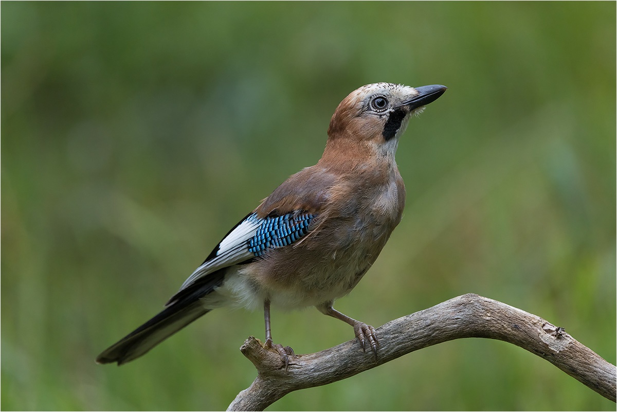 Eichelhäher (Garrulus glandarius)

Canon EOS R5m2
RF100-500mm F4.5-7.1 L IS USM (500 mm)
1/3200 sek, ISO: 3200 (AutoISO), F7.1, -0.7
Aufnahmedatum: 19.07.2026 11:33 Uhr

Canon-Einstellungen:
Belichtungsmodus: M (Manuell)
AF-Methode: AF gesamter Bereich mit Motiverkennung
Anzahl Fokuspunkte: 1
AF Case: Auto
AF-Betrieb: AI Servo AF
Augenerkennung: Ein
Motiverkennung: Tiere
Focus-Distanz: 5.01 m - 5.81 m
Bildqualität: CRAW
Auslöser-Modus: Electronic
Aufnahmeart: Serienaufnahme (Continuous, High+)
Stabilisierung: Ein (2)
Kamera Temp.: 67 C

Bearbeitung: 
#Lightroom #Photoshop #Topazlabs #PhotoSupreme

Synonyme:
Garrulus glandarius

Taxonomie:
Reich: Tier (Animalia)
Stamm: Chordatier (Chordata)
Klasse: Vogel (Aves)
Ordnung: Sperlingsvogel (Passeriformes)
Unterordnung: Singvogel (Passeri)
Familie: Rabenvogel (Corvidae)
Gattung: Garrulus

#naturfotografenregion10 #photography #naturephotography #naturfotografie #naturfotografie_deutschland #wildlife #natur #naturfoto #canon #canondeutschland
#Eichelhäher