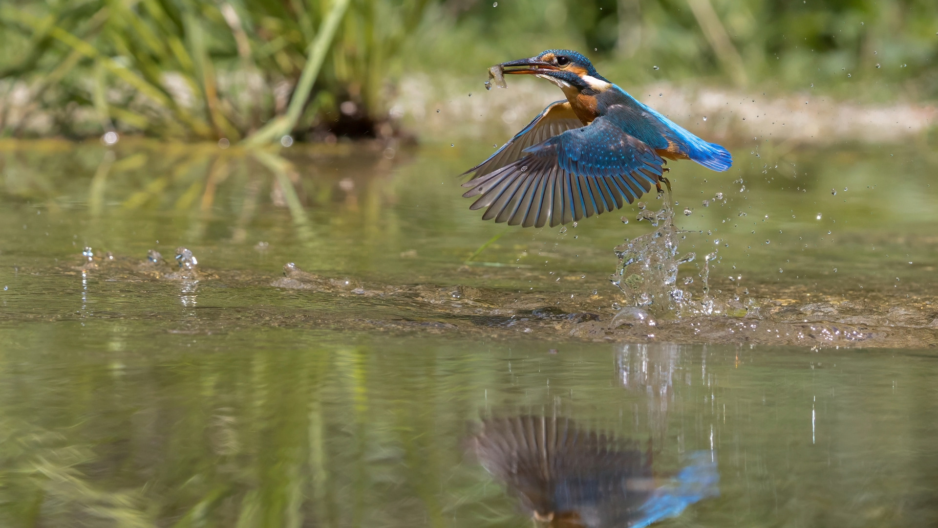 Mit Beute machen die Fotos Spaß. Eisvogel (Alcedo atthis) 09.

Canon EOS R5m2
RF100-500mm F4.5-7.1 L IS USM (200 mm)
1/3200 sek, ISO: 800 (AutoISO), F6.3, -0.7
Aufnahmedatum: 19.07.2026 13:23 Uhr

Canon-Einstellungen:
Belichtungsmodus: M (Manuell)
AF-Methode: AF gesamter Bereich mit Motiverkennung
Anzahl Fokuspunkte: 25
AF Case: Auto
AF-Betrieb: AI Servo AF
Augenerkennung: Ein
Motiverkennung: Tiere
Focus-Distanz: 10.28 m - 11.71 m
Bildqualität: CRAW
Auslöser-Modus: Electronic
Aufnahmeart: Serienaufnahme (Continuous, High+)
Stabilisierung: Ein (2)
Kamera Temp.: 54 C

Bearbeitung: 
#Lightroom #Photoshop #Topazlabs #PhotoSupreme #DavinciResolve

Synonyme:
Meisterfischer, Königsfischer, blauer Blitz, fliegender Edelstein, Kingfischer

Taxonomie:
Reich: Tier (Animalia)
Stamm: Chordatier (Chordata)
Klasse: Vogel (Aves)
Ordnung: Rackenvogel (Coraciiformes)
Familie: Eisvögel (Alcedinidae)
Gattung: Alcedo

#naturfotografenregion10 #photography #naturephotography #naturfotografie #naturfotografie_deutschland #wildlife #natur #naturfoto #canon #canondeutschland
#Eisvogel
