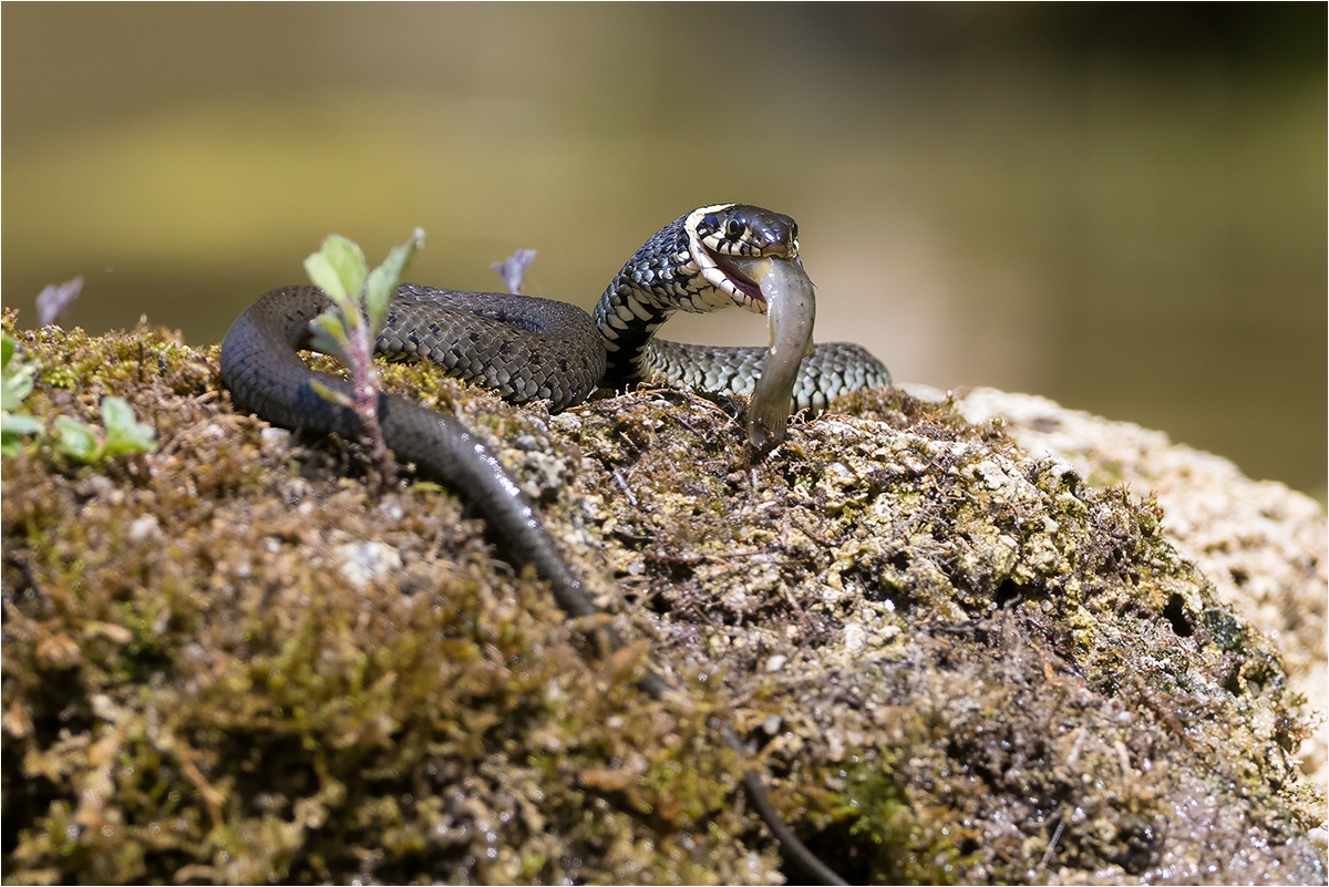 Ringelnatter (Natrix natrix) mit Fischmahlzeit.

Canon EOS R5m2
EF500mm f/4L IS USM (500 mm)
1/3200 sek, ISO: 800 (AutoISO), F6.3, -0.7
Aufnahmedatum: 19.07.2026 14:10 Uhr

Canon-Einstellungen:
Belichtungsmodus: M (Manuell)
AF-Methode: Spot AF ohne Motiverkennung
Anzahl Fokuspunkte: 1
AF Case: Auto
AF-Betrieb: AI Servo AF
Augenerkennung: Aus
Motiverkennung: None
Focus-Distanz: 6.74 m - 7.11 m
Bildqualität: CRAW
Auslöser-Modus: Electronic
Aufnahmeart: Serienaufnahme (Continuous, High+)
Stabilisierung: Aus (2)
Kamera Temp.: 65 C

Bearbeitung: 
#Lightroom #Photoshop #Topazlabs #PhotoSupreme

Taxonomie:
Reich: Tier (Animalia)
Stamm: Chordatier (Chordata)
Klasse: Kriechtiere/Reptilien (Reptilia)
Ordnung: Schuppenkriechtiere (Squamata)
Unterordnung: Schlange (Serpentes)
Familie: Nattern (Colubridae)
Gattung: Europäische Wassernattern (Natrix)

#naturfotografenregion10 #photography #naturephotography #naturfotografie #naturfotografie_deutschland #wildlife #natur #naturfoto #canon #canondeutschland
#Ringelnatter