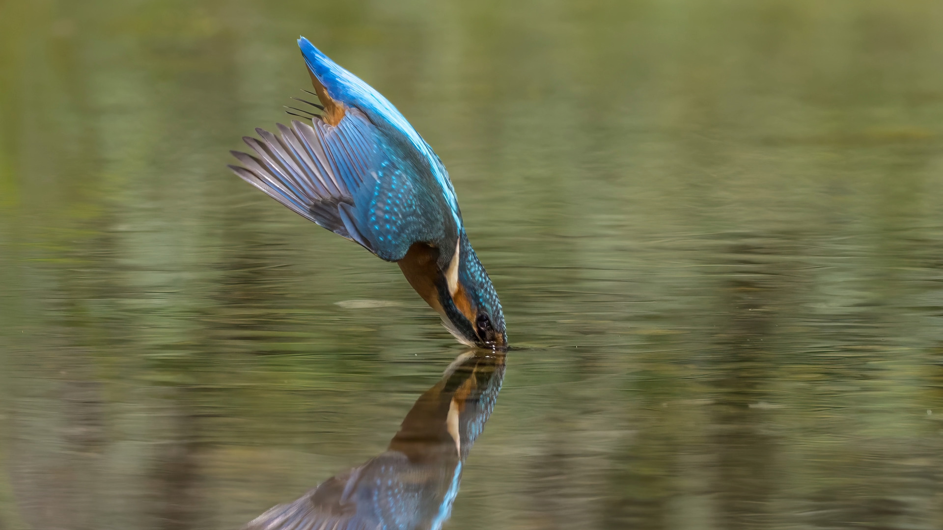 Eisvogel (Alcedo atthis) 10.

Canon EOS R5m2
RF100-500mm F4.5-7.1 L IS USM (186 mm)
1/3200 sek, ISO: 800 (AutoISO), F6.3, -0.7
Aufnahmedatum: 19.07.2026 13:41 Uhr

Canon-Einstellungen:
Belichtungsmodus: M (Manuell)
AF-Methode: Spot AF mit Motiverkennung
Anzahl Fokuspunkte: 1
AF Case: Auto
AF-Betrieb: AI Servo AF
Augenerkennung: Ein
Motiverkennung: Tiere
Focus-Distanz: 6.64 m - 7.42 m
Bildqualität: CRAW
Auslöser-Modus: Electronic
Aufnahmeart: Serienaufnahme (Continuous, High+)
Stabilisierung: Ein (2)
Kamera Temp.: 70 C

Bearbeitung: 
#Lightroom #Photoshop #Topazlabs #PhotoSupreme #DavinciResolve

Synonyme:
Meisterfischer, Königsfischer, blauer Blitz, fliegender Edelstein, Kingfischer

Taxonomie:
Reich: Tier (Animalia)
Stamm: Chordatier (Chordata)
Klasse: Vogel (Aves)
Ordnung: Rackenvogel (Coraciiformes)
Familie: Eisvögel (Alcedinidae)
Gattung: Alcedo

#naturfotografenregion10 #photography #naturephotography #naturfotografie #naturfotografie_deutschland #wildlife #natur #naturfoto #canon #canondeutschland
#Eisvogel