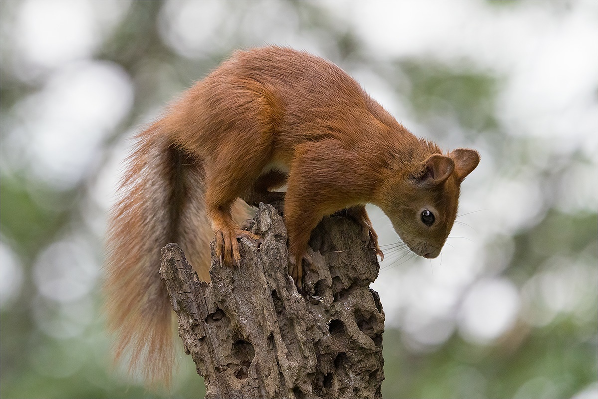 Eurasische Eichhörnchen (Sciurus vulgaris)

Canon EOS R5m2
RF100-500mm F4.5-7.1 L IS USM (300 mm)
1/3200 sek, ISO: 4000 (AutoISO), F6.3, -0.3
Aufnahmedatum: 19.07.2026 16:08 Uhr

Canon-Einstellungen:
Belichtungsmodus: M (Manuell)
AF-Methode: AF flexible Zone 3 mit Motiverkennung
Anzahl Fokuspunkte: 1
AF Case: Auto
AF-Betrieb: AI Servo AF
Augenerkennung: Ein
Motiverkennung: Tiere
Focus-Distanz: 5.01 m - 5.81 m
Bildqualität: CRAW
Auslöser-Modus: Electronic
Aufnahmeart: Serienaufnahme (Continuous, High+)
Stabilisierung: Ein (2)
Kamera Temp.: 65 C

Bearbeitung: 
#Lightroom #Photoshop #Topazlabs #PhotoSupreme

Synonyme:
Europäisches Eichhörnchen

Taxonomie:
Reich: Tier (Animalia)
Stamm: Chordatier (Chordata)
Klasse: Säugetier (Mammalia)
Ordnung: Nagetiere (Rodentia)
Unterordnung: Hörnchenverwandte (Sciuromorpha)
Familie: Hörnchen (Sciuridae)
Gattung: Eichhörnchen (Sciurus)

#naturfotografenregion10 #photography #naturephotography #naturfotografie #naturfotografie_deutschland #wildlife #natur #naturfoto #canon #canondeutschland
#EurasischeEichhörnchen