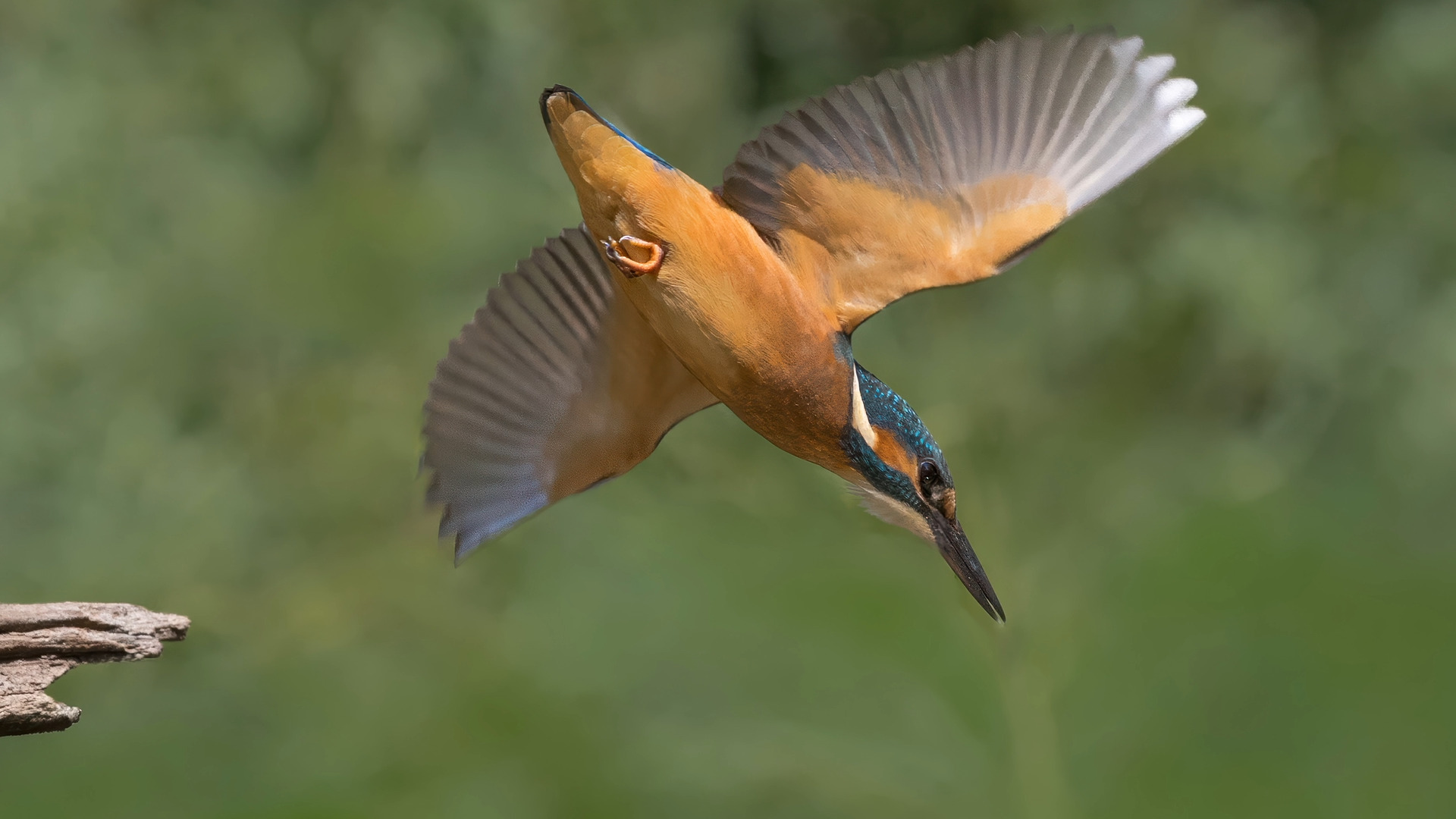 Eisvogel (Alcedo atthis) 11.

Canon EOS R5m2
RF100-500mm F4.5-7.1 L IS USM (186 mm)
1/3200 sek, ISO: 800 (AutoISO), F6.3, -0.7
Aufnahmedatum: 19.07.2026 13:41 Uhr

Canon-Einstellungen:
Belichtungsmodus: M (Manuell)
AF-Methode: Spot AF mit Motiverkennung
Anzahl Fokuspunkte: 1
AF Case: Auto
AF-Betrieb: AI Servo AF
Augenerkennung: Ein
Motiverkennung: Tiere
Focus-Distanz: 6.64 m - 7.42 m
Bildqualität: CRAW
Auslöser-Modus: Electronic
Aufnahmeart: Serienaufnahme (Continuous, High+)
Stabilisierung: Ein (2)
Kamera Temp.: 70 C

Bearbeitung: 
#Lightroom #Photoshop #Topazlabs #PhotoSupreme #DavinciResolve

Synonyme:
Meisterfischer, Königsfischer, blauer Blitz, fliegender Edelstein, Kingfischer

Taxonomie:
Reich: Tier (Animalia)
Stamm: Chordatier (Chordata)
Klasse: Vogel (Aves)
Ordnung: Rackenvogel (Coraciiformes)
Familie: Eisvögel (Alcedinidae)
Gattung: Alcedo
#naturfotografenregion10 #photography #naturephotography #naturfotografie #naturfotografie_deutschland #wildlife #natur #naturfoto #canon #canondeutschland
#Eisvogel