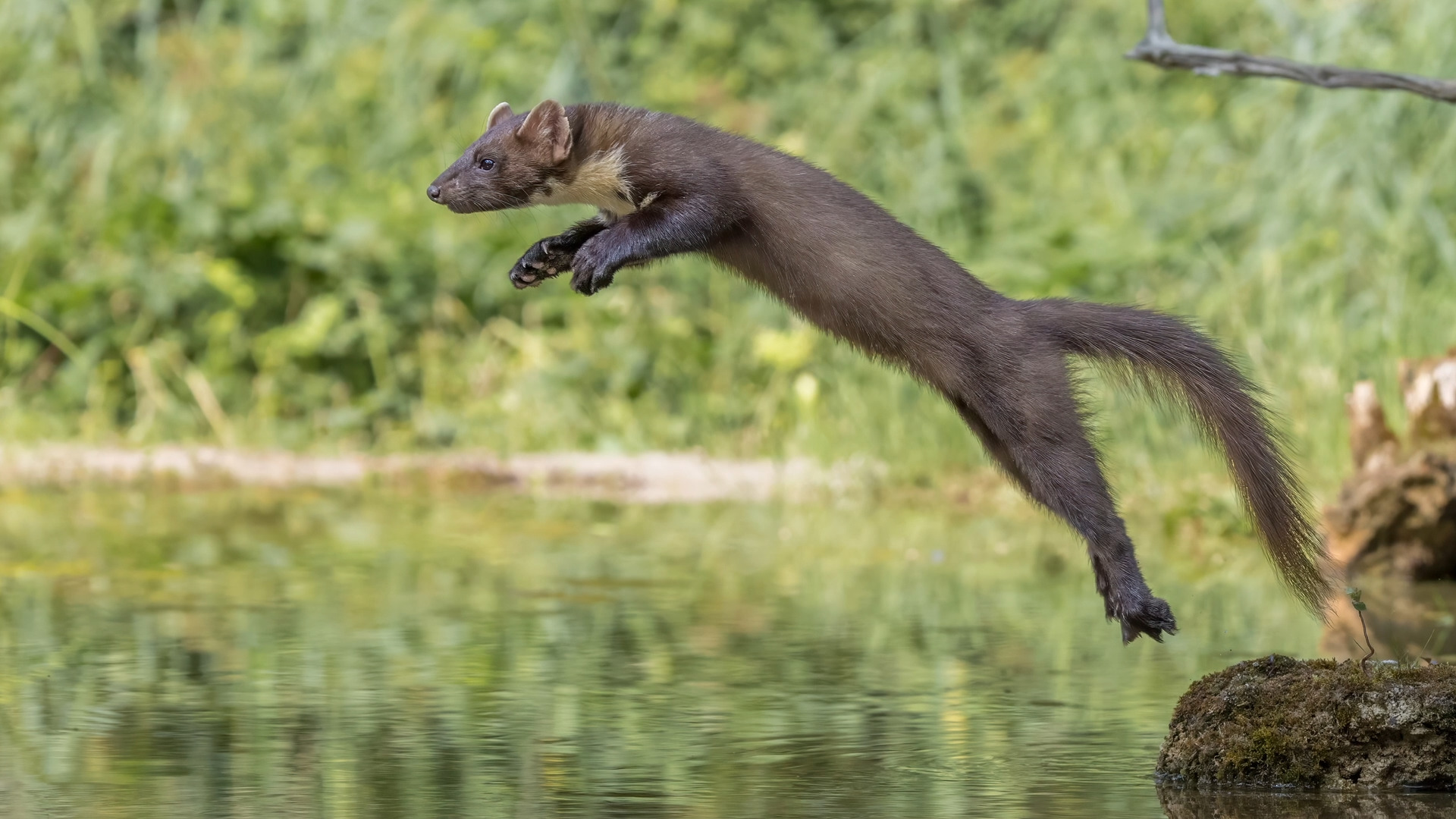 Video vom Sprung des Baummarders (Martes martes) über den Teich aus Standbildern.

Canon EOS R5m2
RF100-500mm F4.5-7.1 L IS USM (145 mm)
1/3200 sek, ISO: 4000 (AutoISO), F6.3, +0.7
Aufnahmedatum: 19.07.2026 17:01 Uhr

Canon-Einstellungen:
Belichtungsmodus: M (Manuell)
AF-Methode: AF gesamter Bereich mit Motiverkennung
Anzahl Fokuspunkte: 1
AF Case: Auto
AF-Betrieb: AI Servo AF
Augenerkennung: Ein
Motiverkennung: Tiere
Focus-Distanz: 7.42 m - 8.27 m
Bildqualität: CRAW
Auslöser-Modus: Electronic
Aufnahmeart: Serienaufnahme (Continuous, High+)
Stabilisierung: Ein (2)
Kamera Temp.: 52 C

Bearbeitung: 
#Lightroom #Photoshop #Topazlabs #PhotoSupreme #DavinciResolve

Synonyme:
Edelmarder

Taxonomie:
Reich: Tier (Animalia)
Stamm: Chordatier (Chordata)
Klasse: Säugetier (Mammalia)
Ordnung: Raubtier (Carnivora)
Unterordnung: Hundeartige (Caniformia)
Familie: Marder (Mustelidae)
Gattung: Echte Marder (Martes)

#naturfotografenregion10 #photography #naturephotography #naturfotografie #naturfotografie_deutschland #wildlife #natur #naturfoto #canon #canondeutschland
#Baummarder