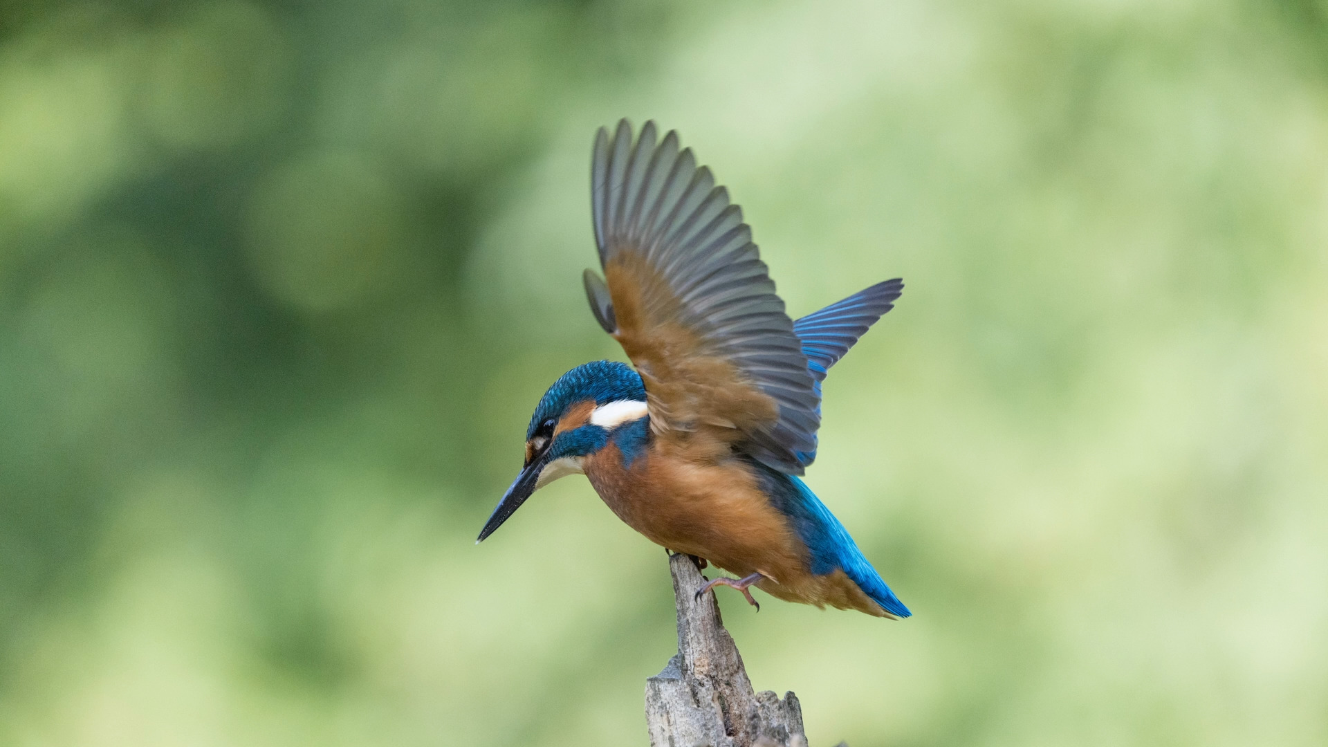 Eisvogel (Alcedo atthis) 16.

Canon EOS R5m2
RF100-500mm F4.5-7.1 L IS USM (500 mm)
1/3200 sek, ISO: 5000 (AutoISO), F7.1, +0.3
Aufnahmedatum: 19.07.2026 16:46 Uhr

Canon-Einstellungen:
Belichtungsmodus: M (Manuell)
AF-Methode: AF flexible Zone 3 mit Motiverkennung
Anzahl Fokuspunkte: 1
AF Case: Auto
AF-Betrieb: AI Servo AF
Augenerkennung: Ein
Motiverkennung: Tiere
Focus-Distanz: 5.81 m - 6.64 m
Bildqualität: CRAW
Auslöser-Modus: Electronic
Aufnahmeart: Serienaufnahme (Continuous, High+)
Stabilisierung: Ein (2)
Kamera Temp.: 60 C

Bearbeitung: 
#Lightroom #Photoshop #Topazlabs #PhotoSupreme #DavinciResolve

Synonyme:
Meisterfischer, Königsfischer, blauer Blitz, fliegender Edelstein, Kingfischer

Taxonomie:
Reich: Tier (Animalia)
Stamm: Chordatier (Chordata)
Klasse: Vogel (Aves)
Ordnung: Rackenvogel (Coraciiformes)
Familie: Eisvögel (Alcedinidae)
Gattung: Alcedo

#naturfotografenregion10 #photography #naturephotography #naturfotografie #naturfotografie_deutschland #wildlife #natur #naturfoto #canon #canondeutschland
#Eisvogel