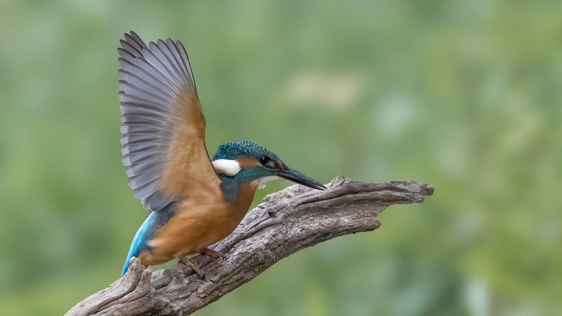 Eisvogel (Alcedo atthis) 13.

Canon EOS R5m2
RF100-500mm F4.5-7.1 L IS USM (186 mm)
1/3200 sek, ISO: 8000 (AutoISO), F6.3, -0.3
Aufnahmedatum: 19.07.2026 15:48 Uhr

Canon-Einstellungen:
Belichtungsmodus: M (Manuell)
AF-Methode: AF flexible Zone 3 mit Motiverkennung
Anzahl Fokuspunkte: 1
AF Case: Auto
AF-Betrieb: AI Servo AF
Augenerkennung: Ein
Motiverkennung: Tiere
Focus-Distanz: 7.42 m - 8.27 m
Bildqualität: CRAW
Auslöser-Modus: Electronic
Aufnahmeart: Serienaufnahme (Continuous, High+)
Stabilisierung: Ein (2)
Kamera Temp.: 68 C

Bearbeitung: 
#Lightroom #Photoshop #Topazlabs #PhotoSupreme

Synonyme:
Meisterfischer, Königsfischer, blauer Blitz, fliegender Edelstein, Kingfischer

Taxonomie:
Reich: Tier (Animalia)
Stamm: Chordatier (Chordata)
Klasse: Vogel (Aves)
Ordnung: Rackenvogel (Coraciiformes)
Familie: Eisvögel (Alcedinidae)
Gattung: Alcedo

#naturfotografenregion10 #photography #naturephotography #naturfotografie #naturfotografie_deutschland #wildlife #natur #naturfoto #canon #canondeutschland
#Eisvogel