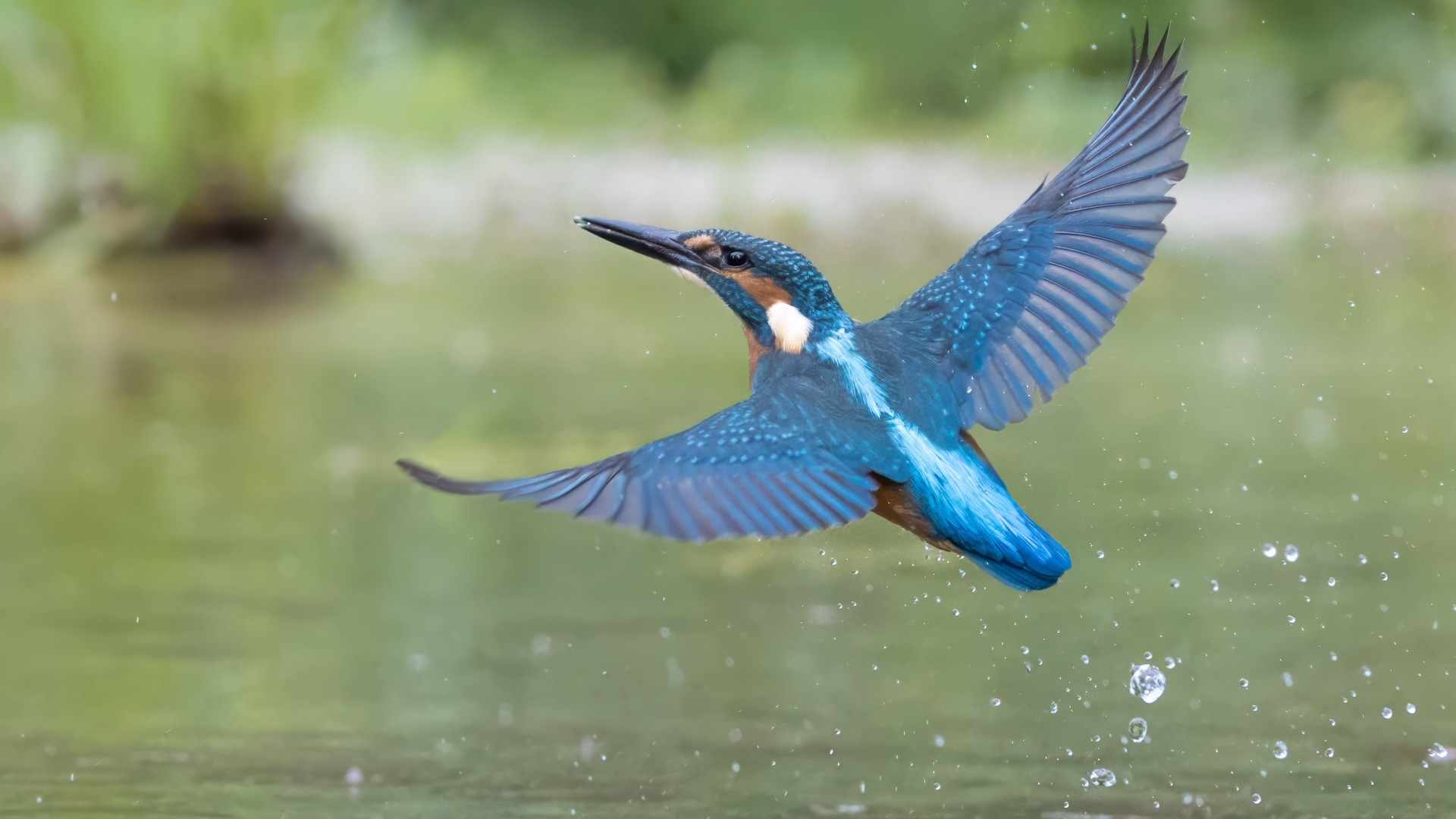 Misserfolg beim Eisvogel (Alcedo atthis) 15.

Canon EOS R5m2
RF100-500mm F4.5-7.1 L IS USM (200 mm)
1/3200 sek, ISO: 4000 (AutoISO), F6.3, -0.3
Aufnahmedatum: 19.07.2026 16:20 Uhr

Canon-Einstellungen:
Belichtungsmodus: M (Manuell)
AF-Methode: AF flexible Zone 3 mit Motiverkennung
Anzahl Fokuspunkte: 1
AF Case: Auto
AF-Betrieb: AI Servo AF
Augenerkennung: Ein
Motiverkennung: Tiere
Focus-Distanz: 6.64 m - 7.42 m
Bildqualität: CRAW
Auslöser-Modus: Electronic
Aufnahmeart: Serienaufnahme (Continuous, High+)
Stabilisierung: Ein (2)
Kamera Temp.: 74 C

Bearbeitung: 
#Lightroom #Photoshop #Topazlabs #PhotoSupreme #DavinciResolve

Synonyme:
Meisterfischer, Königsfischer, blauer Blitz, fliegender Edelstein, Kingfischer

Taxonomie:
Reich: Tier (Animalia)
Stamm: Chordatier (Chordata)
Klasse: Vogel (Aves)
Ordnung: Rackenvogel (Coraciiformes)
Familie: Eisvögel (Alcedinidae)
Gattung: Alcedo

#naturfotografenregion10 #photography #naturephotography #naturfotografie #naturfotografie_deutschland #wildlife #natur #naturfoto #canon #canondeutschland
#Eisvogel