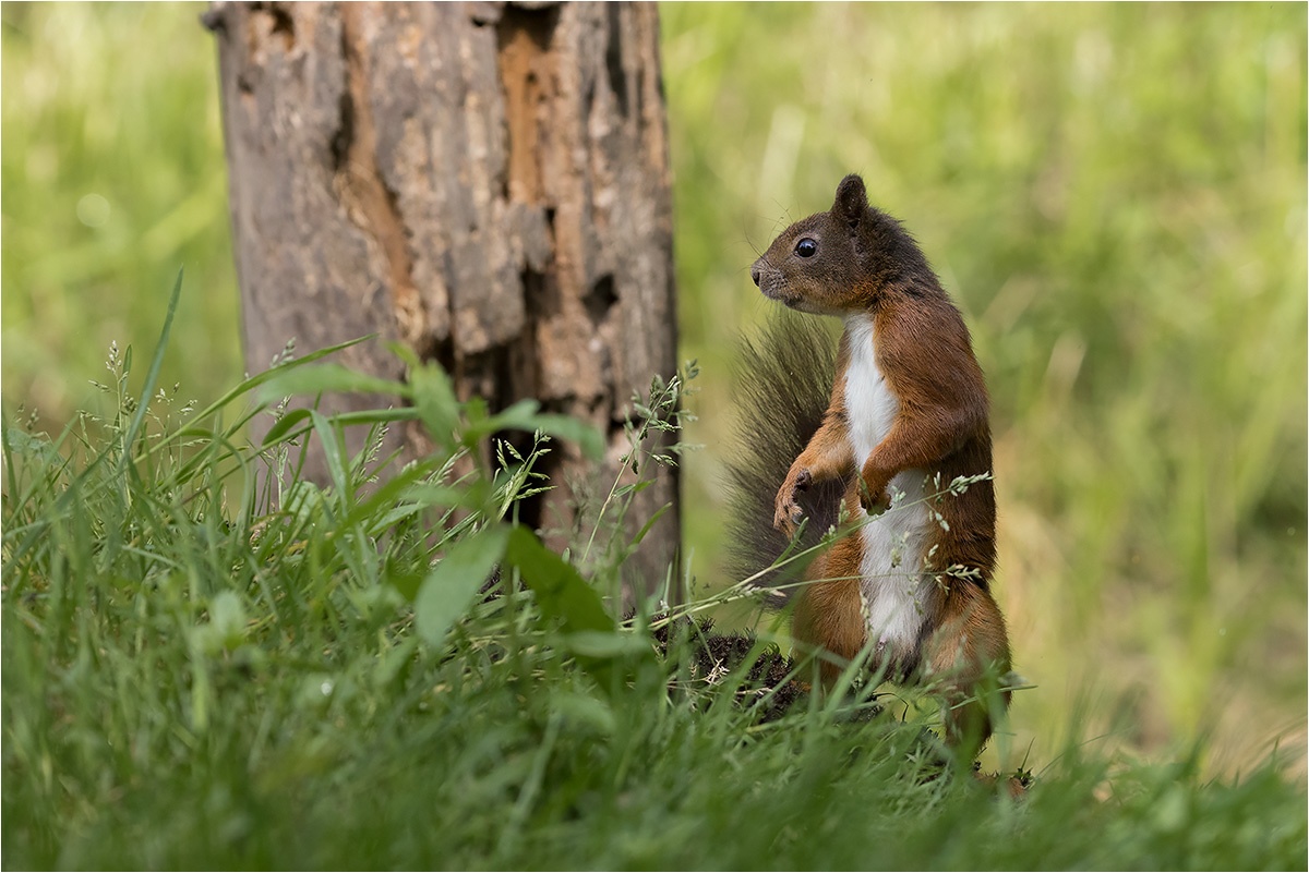 Posing vom Eichhörnchen (Sciurus vulgaris).

Canon EOS R5m2
RF100-500mm F4.5-7.1 L IS USM (167 mm)
1/3200 sek, ISO: 2000 (AutoISO), F6.3, -0.3
Aufnahmedatum: 19.07.2026 16:24 Uhr

Canon-Einstellungen:
Belichtungsmodus: M (Manuell)
AF-Methode: AF flexible Zone 3 mit Motiverkennung
Anzahl Fokuspunkte: 1
AF Case: Auto
AF-Betrieb: AI Servo AF
Augenerkennung: Ein
Motiverkennung: Tiere
Focus-Distanz: 5.81 m - 6.64 m
Bildqualität: CRAW
Auslöser-Modus: Electronic
Aufnahmeart: Serienaufnahme (Continuous, High+)
Stabilisierung: Ein (2)
Kamera Temp.: 70 C

Bearbeitung: 
#Lightroom #Photoshop #Topazlabs #PhotoSupreme

Synonyme:
Europäisches Eichhörnchen

Taxonomie:
Reich: Tier (Animalia)
Stamm: Chordatier (Chordata)
Klasse: Säugetier (Mammalia)
Ordnung: Nagetiere (Rodentia)
Unterordnung: Hörnchenverwandte (Sciuromorpha)
Familie: Hörnchen (Sciuridae)
Gattung: Eichhörnchen (Sciurus)

#naturfotografenregion10 #photography #naturephotography #naturfotografie #naturfotografie_deutschland #wildlife #natur #naturfoto #canon #canondeutschland
#EurasischesEichhörnchen
