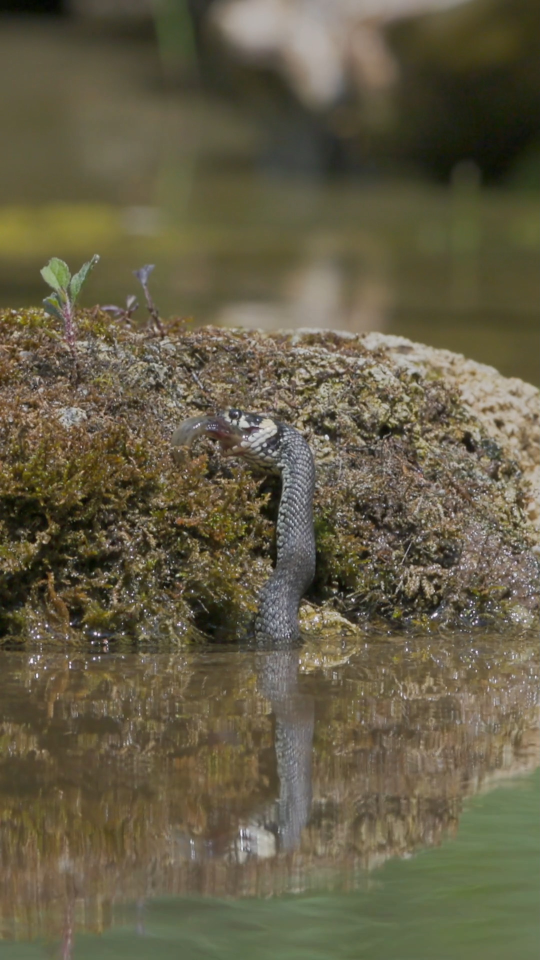 🐍 Diese Ringelnatter verschlingt einen Fisch – Natur pur!“

#Ringelnatter #GrassSnake #SnakeEating #Wildlife #NaturPur #NatureLovers #Reptilien #ReptilePhotography #WildlifePhotography #NatureVideo #Schlangen #Snake #AnimalBehaviour #WildlifeVideo #FaszinationNatur #NatureIsAmazing #Tierwelt #Shorts #Reels #WildlifeMoments