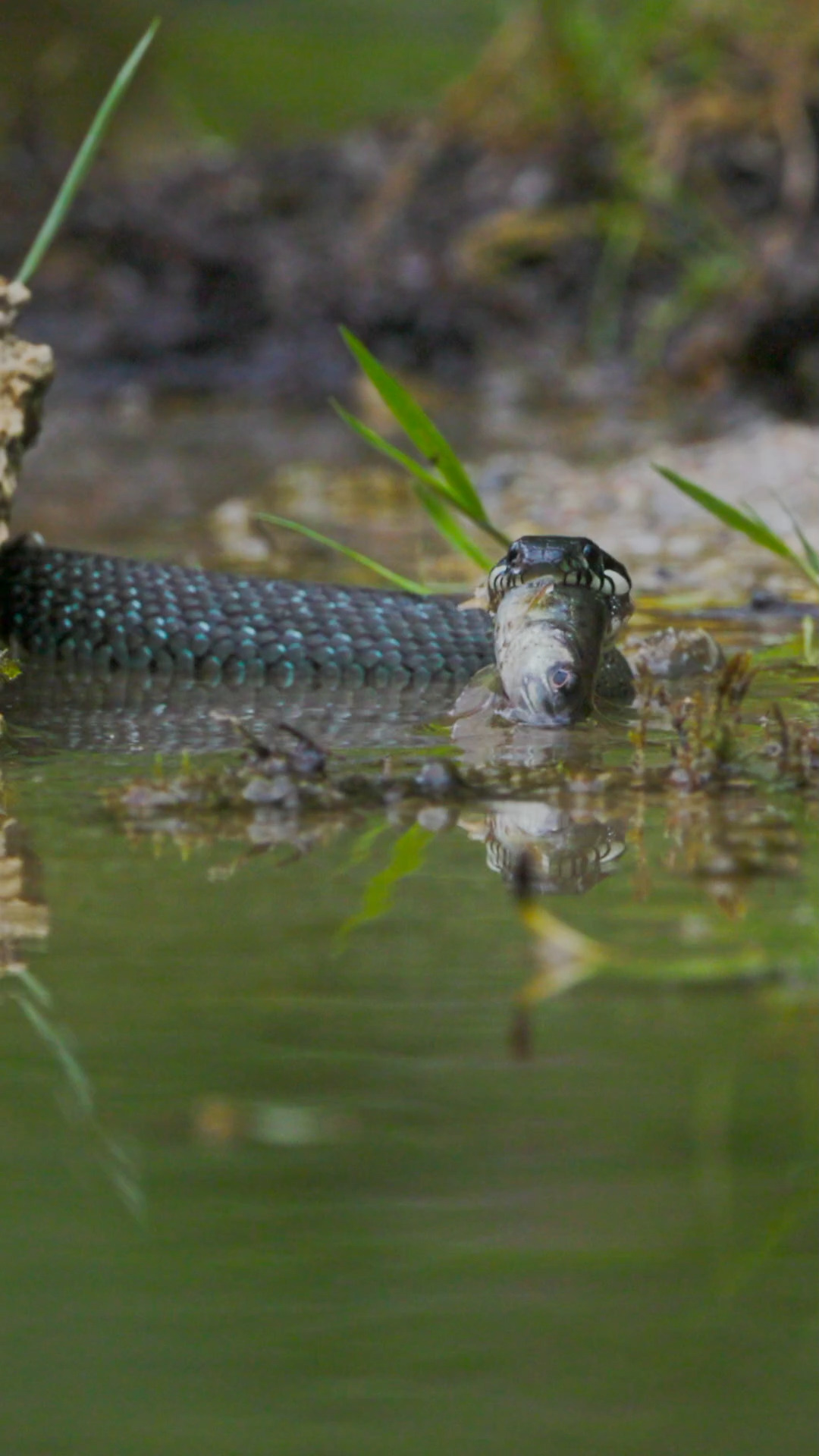 🐍 Ringelnatter verschlingt Fisch.

#Ringelnatter #GrassSnake #SnakeEating #Wildlife #NaturPur #NatureLovers #Reptilien #ReptilePhotography #WildlifePhotography #NatureVideo #Schlangen #Snake #AnimalBehaviour #WildlifeVideo #FaszinationNatur #NatureIsAmazing #Tierwelt #Shorts #Reels #WildlifeMoments