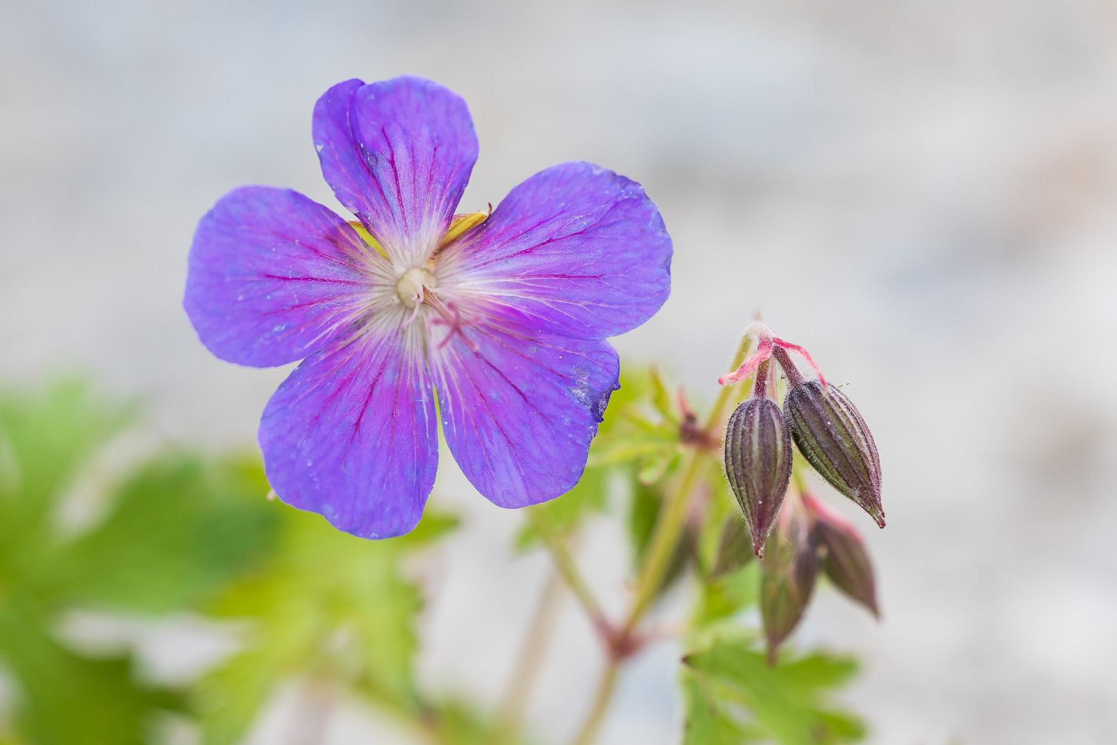 Der Storchschnabel Biotopgarten