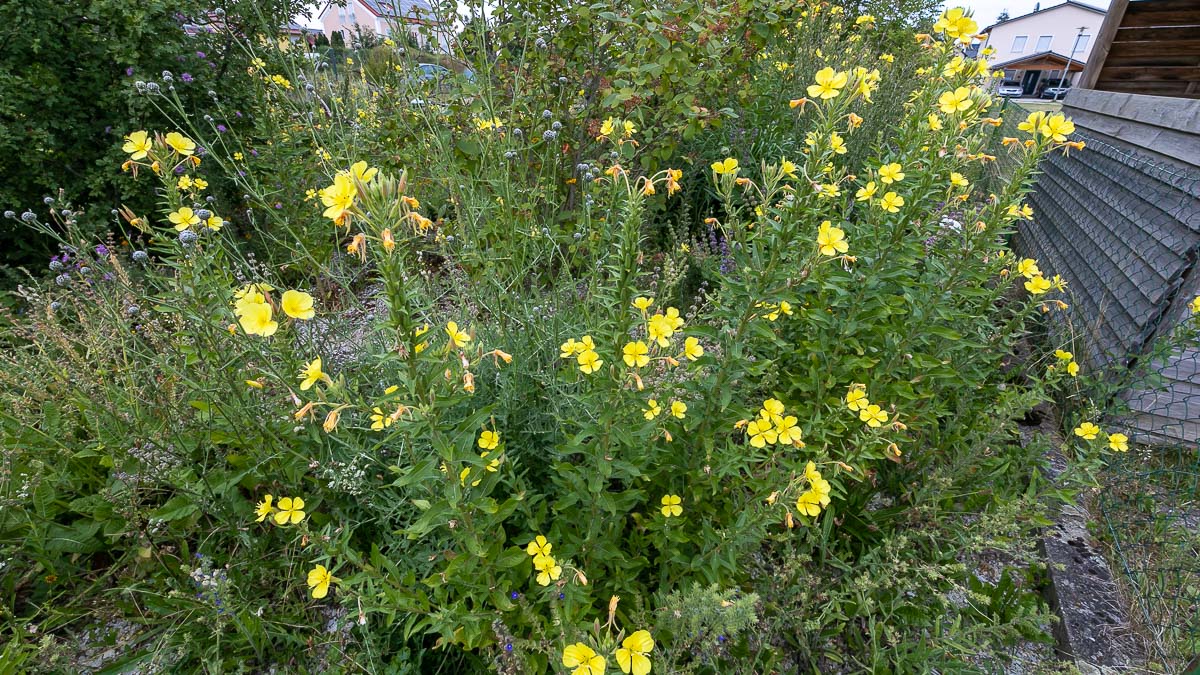 Die schnellste Blüte im Garten Die Nachtkerze II Biotopgarten
