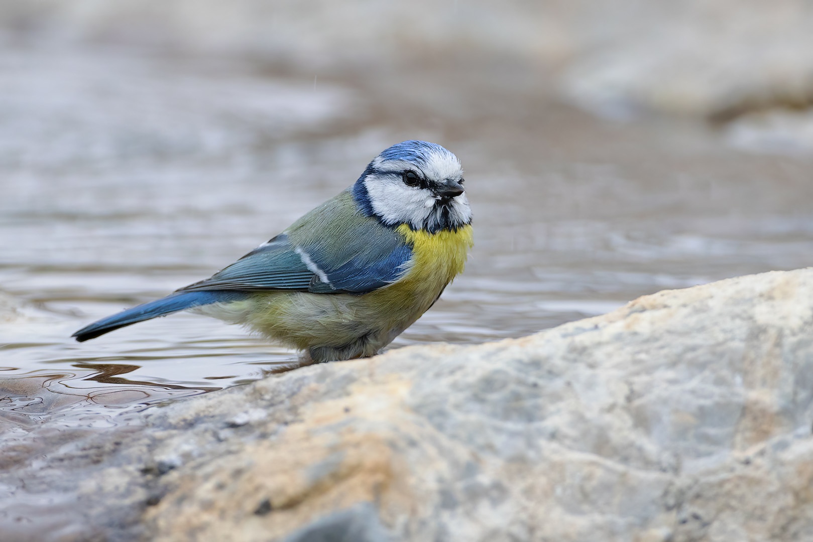 Badetag bei der Blaumeise (Cyanistes caeruleus).

Canon EOS R5m2
RF100-500mm F4.5-7.1 L IS USM + EXTENDER RF1.4x (700 mm)
1/800 sek, ISO: 800, F10, +0.0
Aufnahmedatum: 20.03.2026 10:02 Uhr

Canon-Einstellungen:
Belichtungsmodus: M (Manuell)
AF-Methode: Spot AF mit Motiverkennung
Anzahl Fokuspunkte: 1
AF Case: Auto
AF-Betrieb: AI Servo AF
Augenerkennung: Ein
Motiverkennung: Tiere
Focus-Distanz: 9.16 m - 10.28 m
Bildqualität: CRAW
Auslöser-Modus: Electronic
Aufnahmeart: Serienaufnahme
Stabilisierung: Ein (2)
Kamera Temp.: 35 C

Bearbeitung: 
#Lightroom #Photoshop #Topazlabs #PhotoSupreme

#naturfotografenregion10 #photography #naturephotography #naturfotografie #naturfotografie_deutschland #wildlife #natur #naturfoto #canon #canondeutschland
#Blaumeise